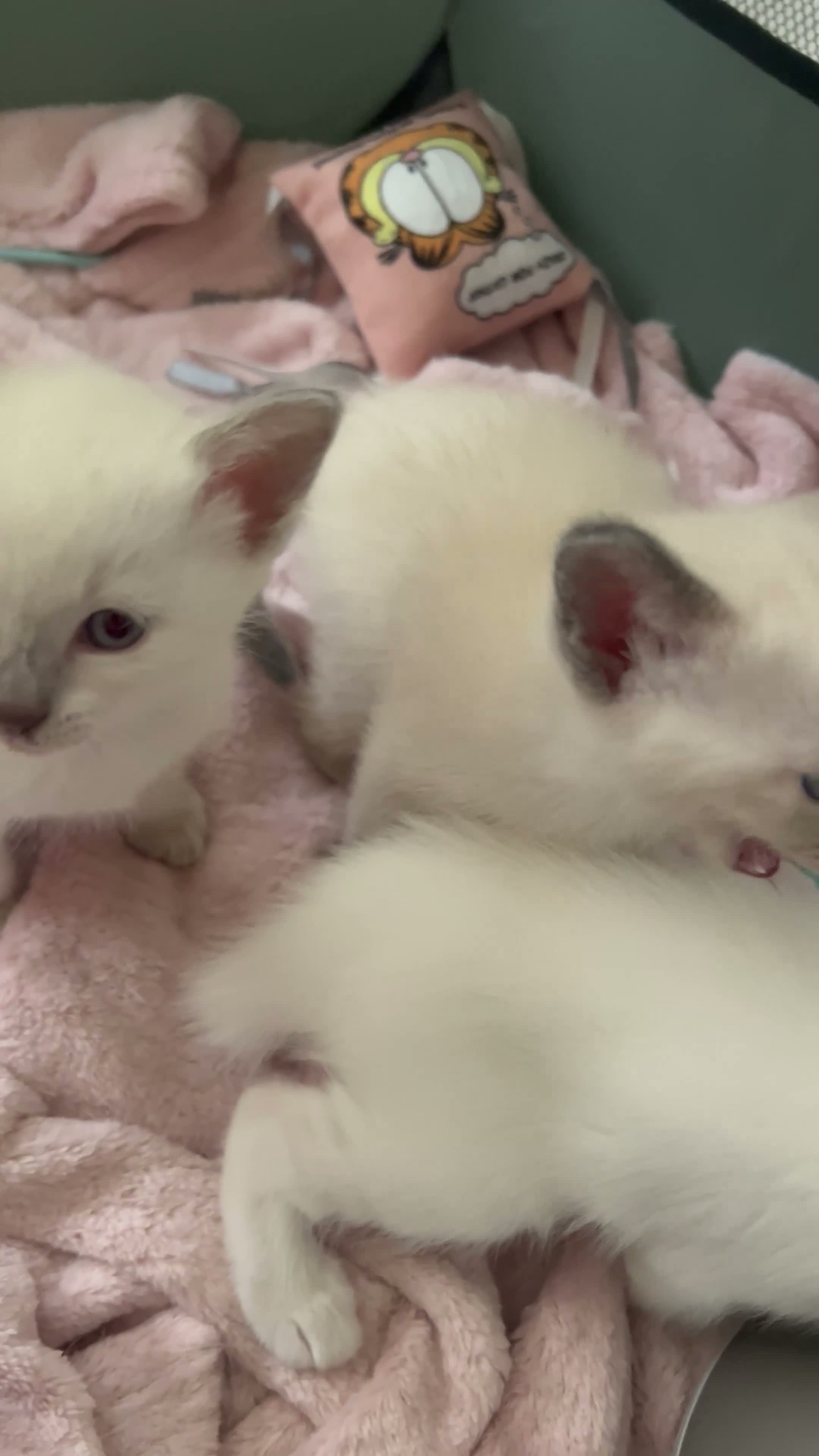 Siamese cats for sale: 3x Beautiful Pedigree Siamese Female Kittens - Video 1