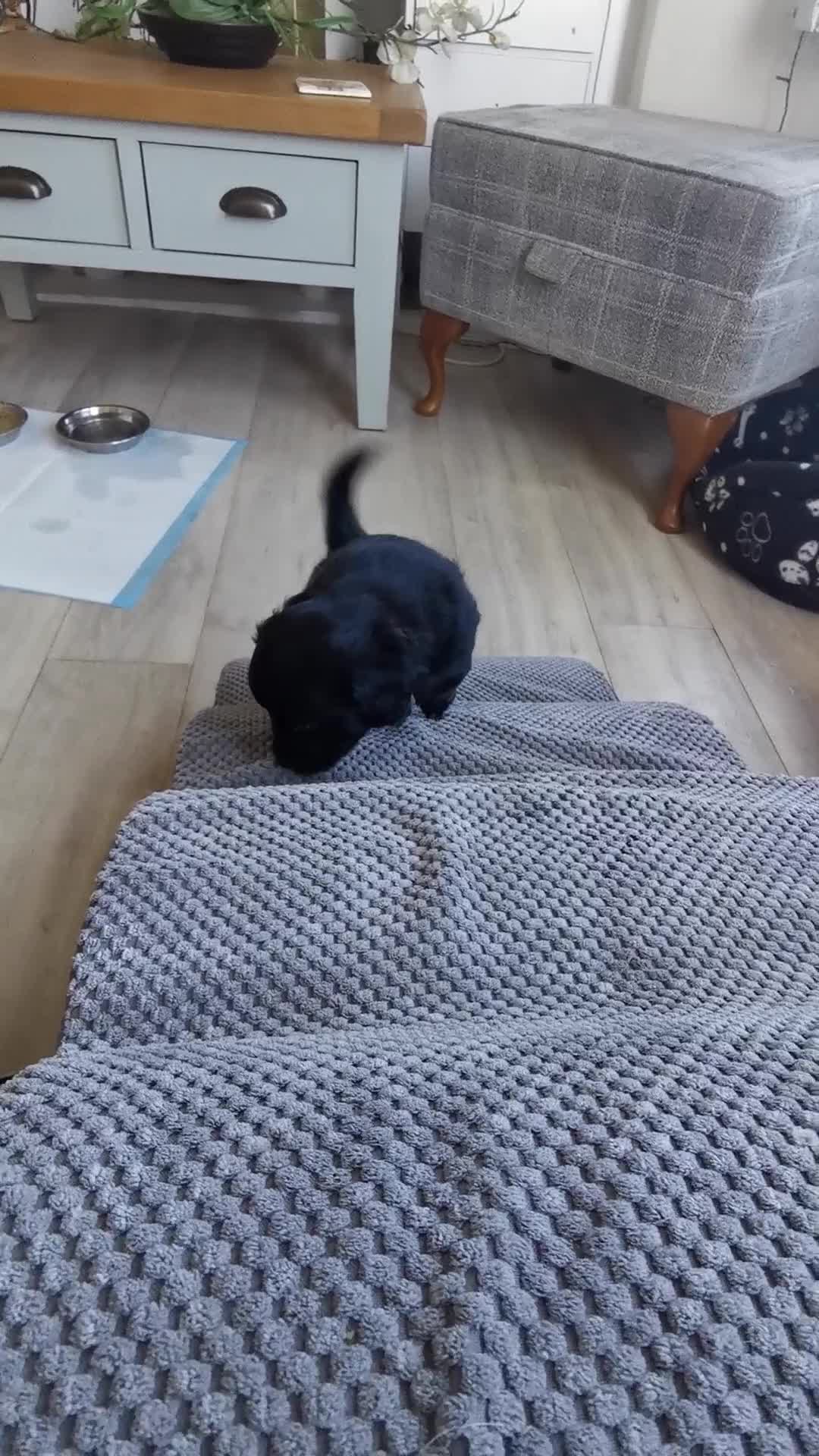 Mixed Breed dogs for sale: Little bundles of schweenie love!  - Video 5