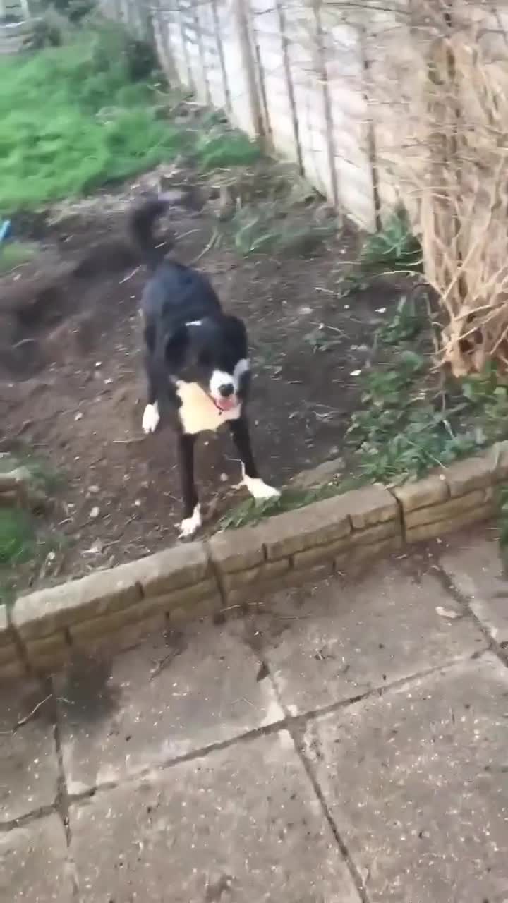 Mixed Breed dogs for adoption: Trusty Tonks in Southampton - Video 2