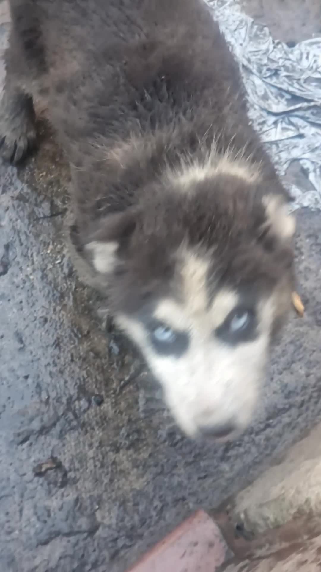 Siberian Husky dogs for sale: Husky puppy's  - Video 4