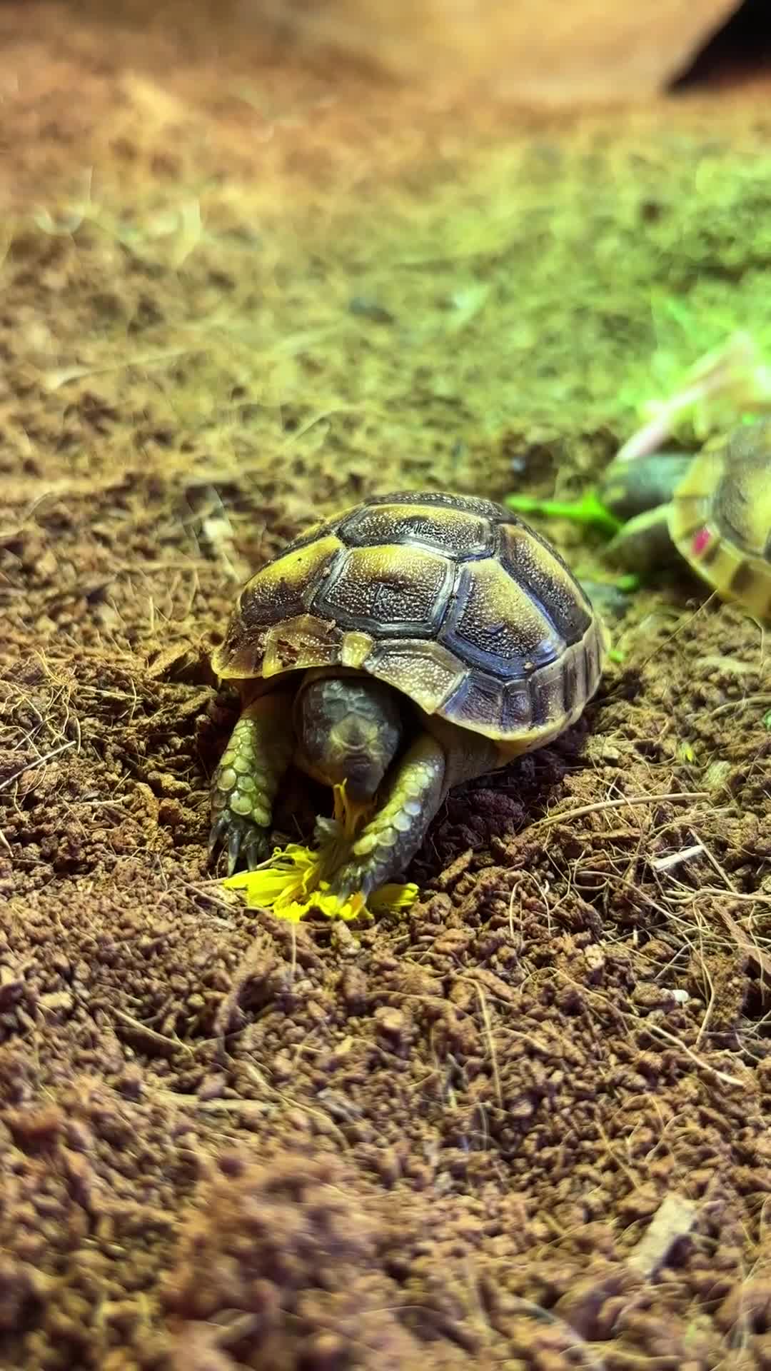 Tortoise reptiles for sale: Mediterranean Spurthigh Tortoise Hatchlings - Video 2