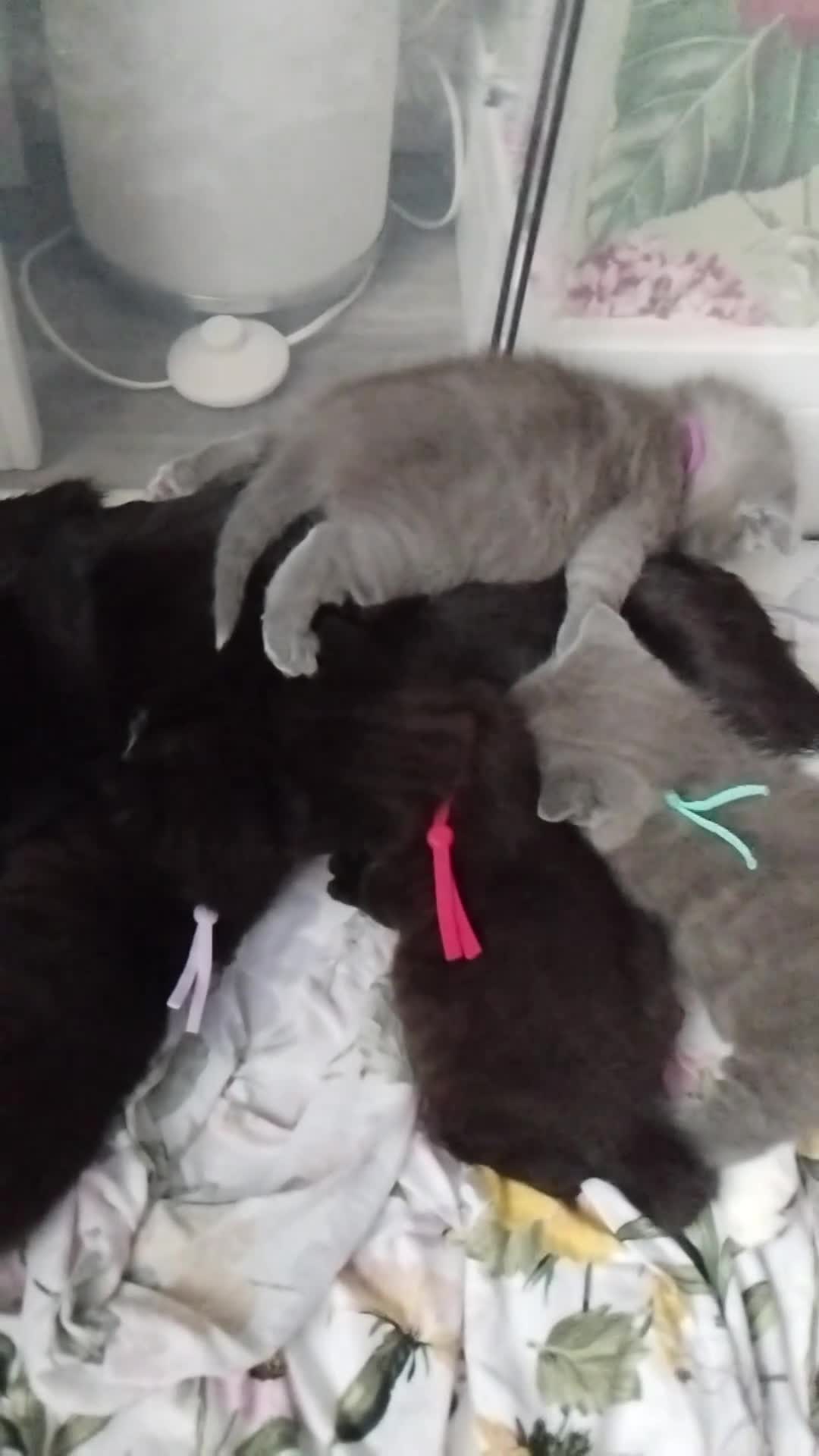 British Shorthair cats for sale: British shorthair x Domestic shorthair  - Video 1