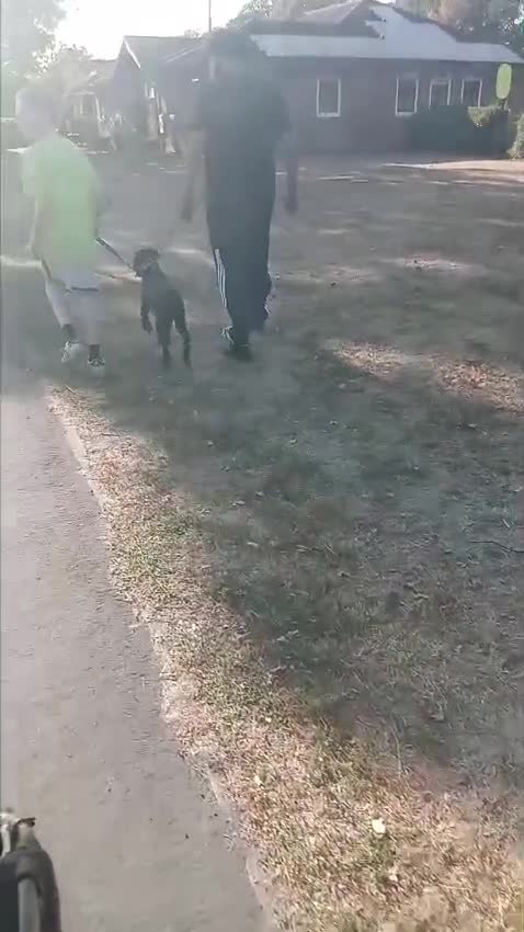 Mixed Breed dogs for sale: Belgium and german shepard mix breed puppy  - Video 1