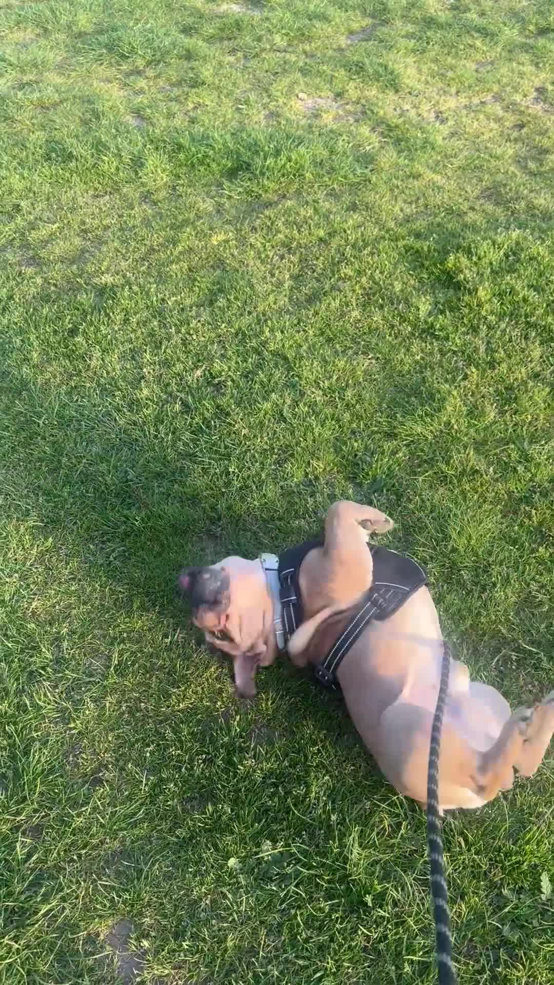 French Bulldog dogs for stud: Stud only  in Feltham - Video 1