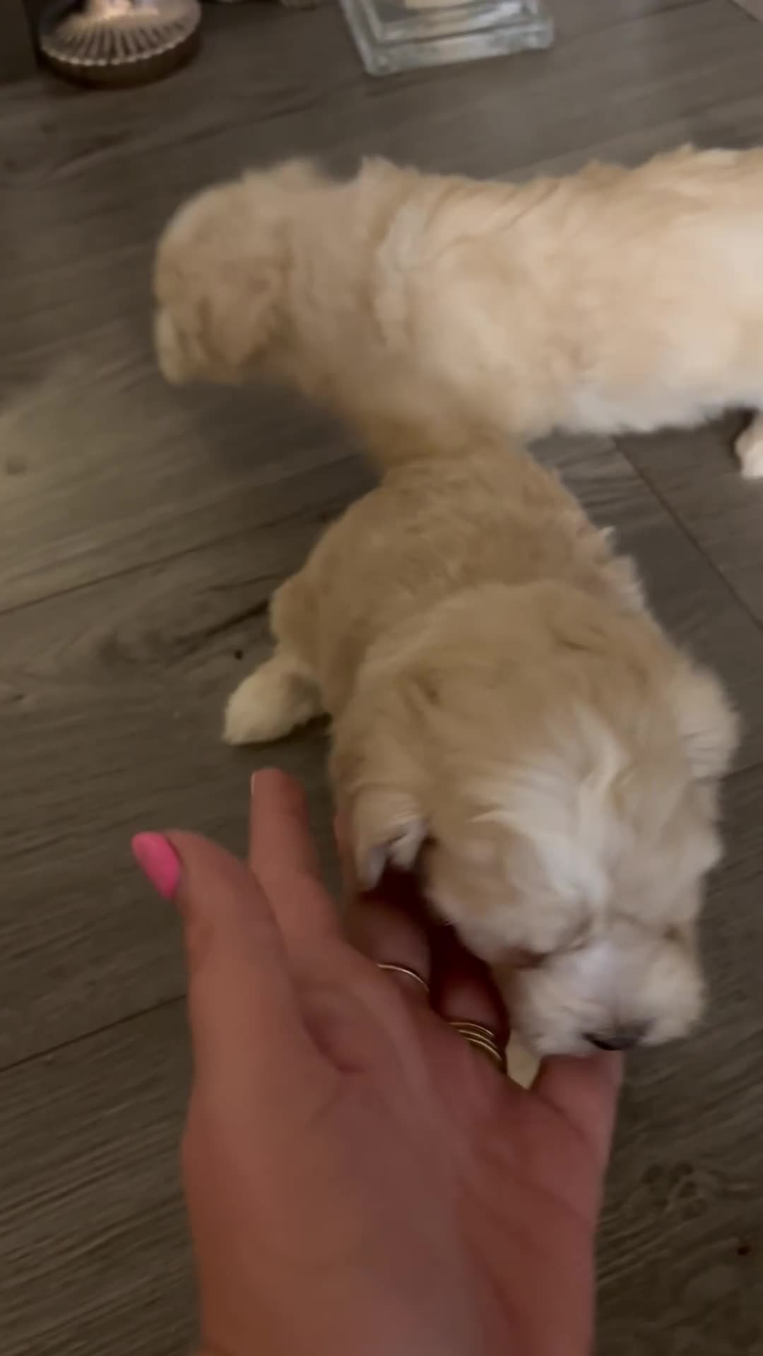 Maltipoo dogs for sale: Beautiful little maltipoo  - Video 4