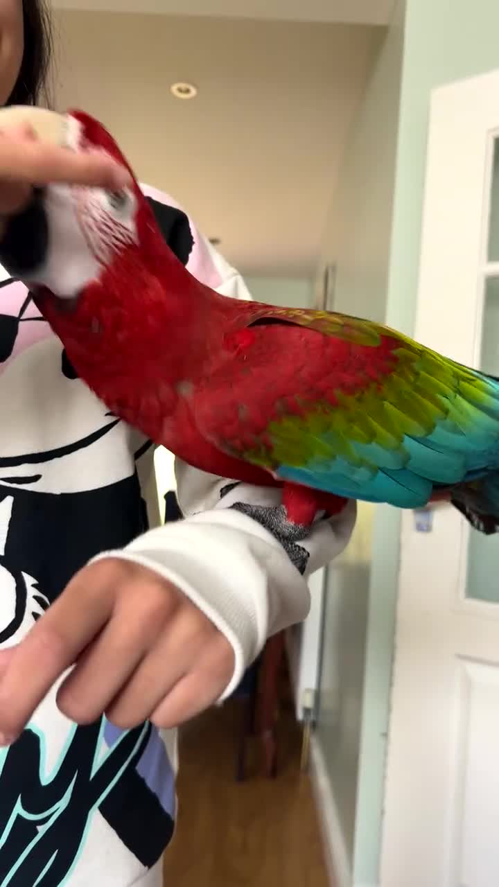 Macaws birds for sale: Beautiful red macaw - Video 1