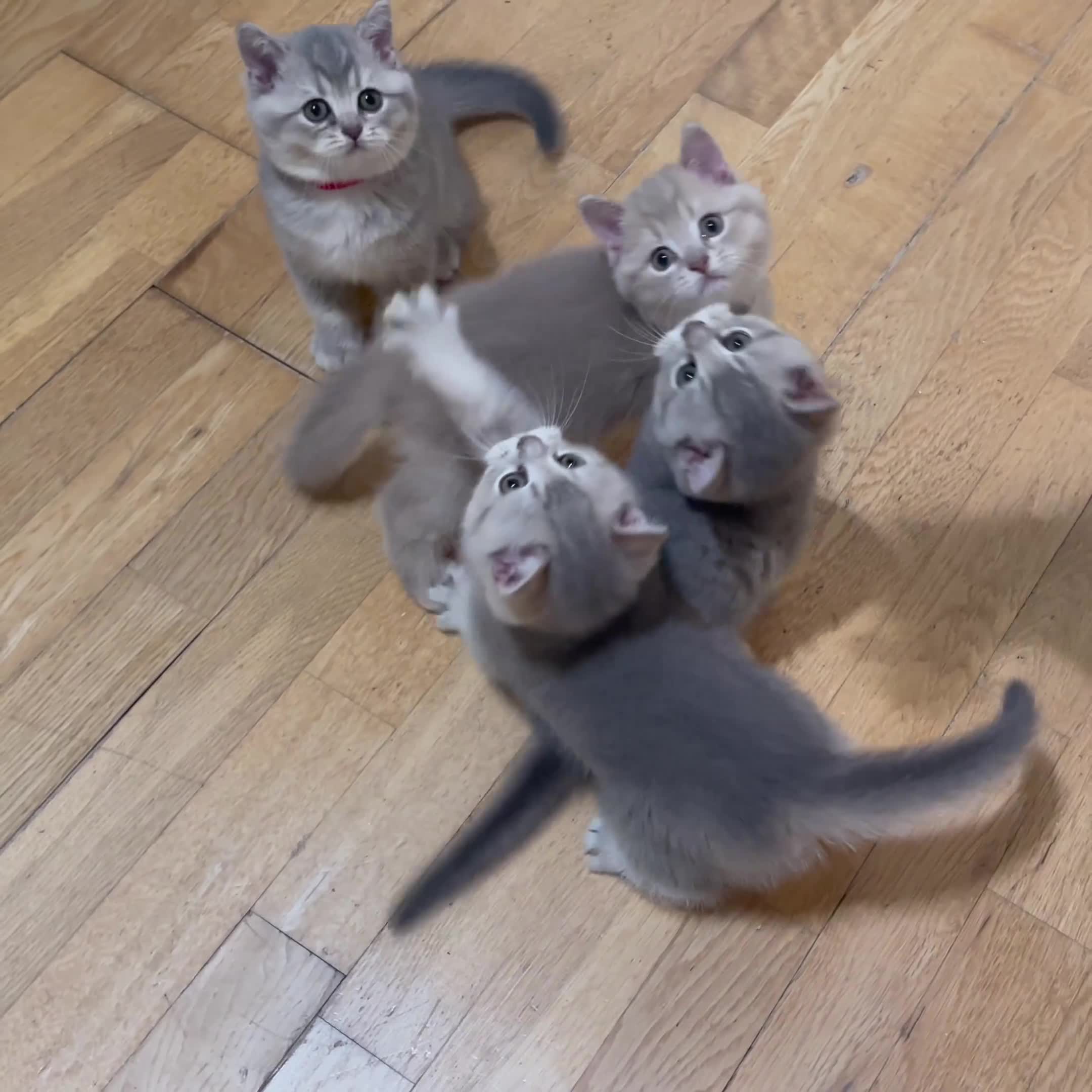 British Shorthair cats for sale: GCCF British Shorthair Kittens– Champion Lines - Video 2