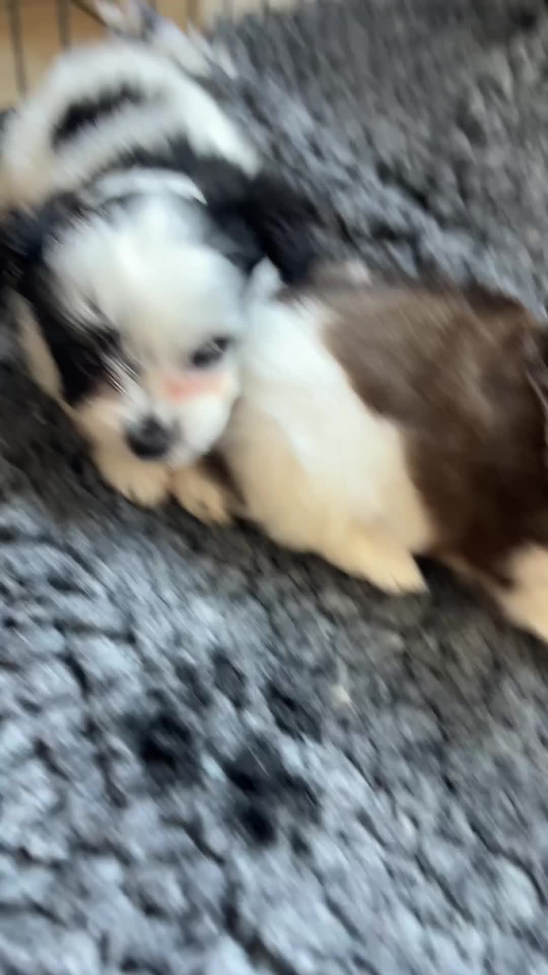 Chorkie dogs for sale: Miniature chorkies  - Video 2