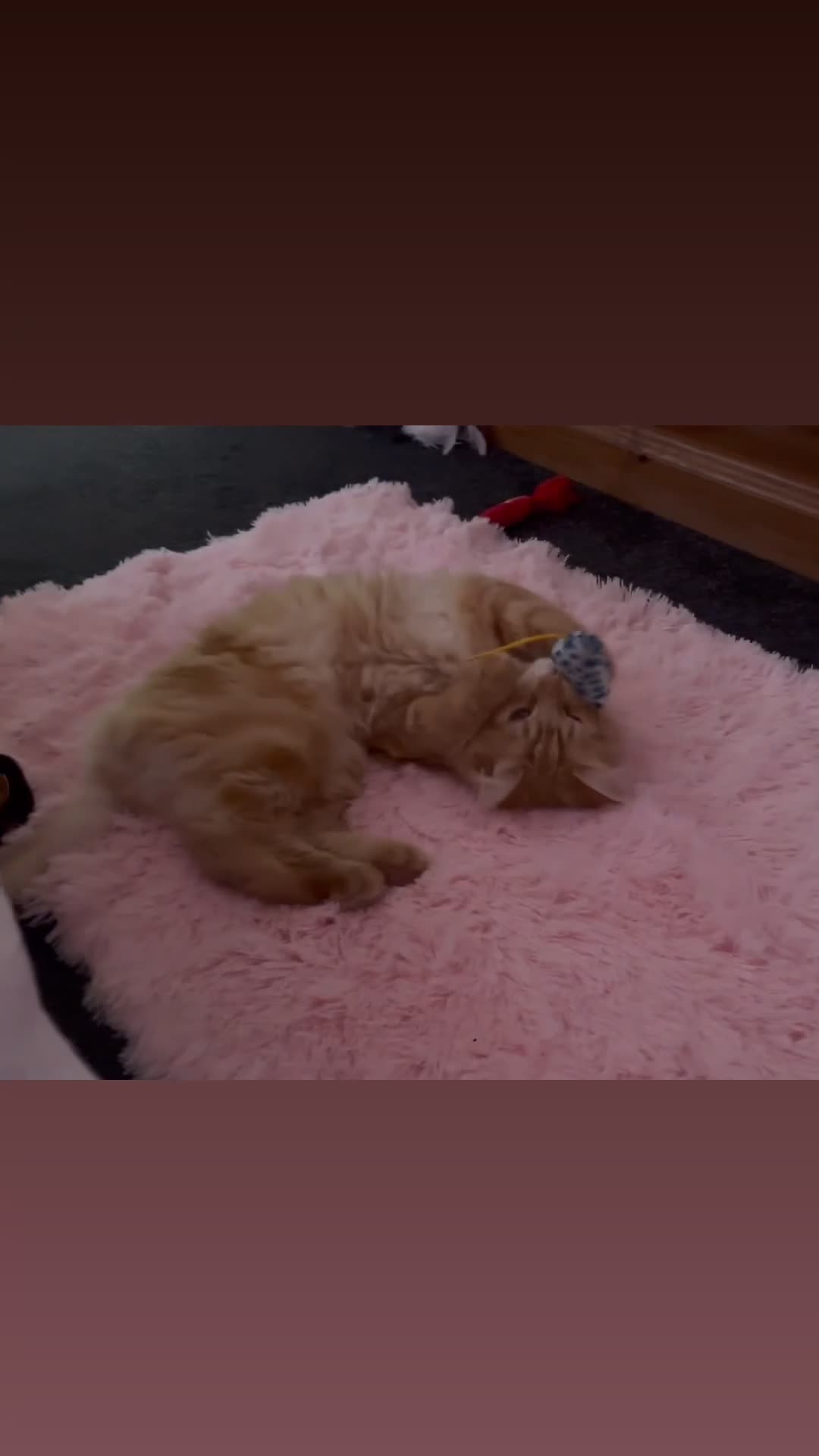 Mixed Breed cats for sale: Oscar Purrastri  - Video 1