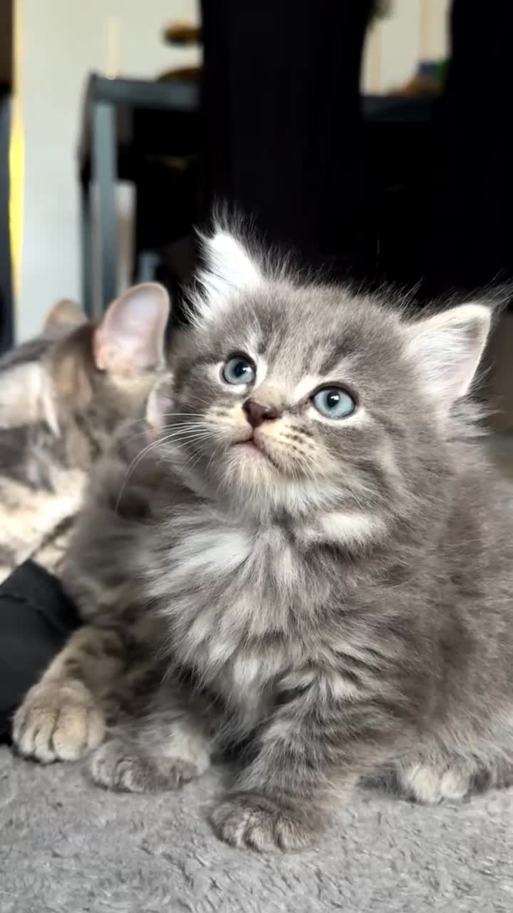 Mixed Breed cats for sale: Beautiful British Longhair × Nebelung  - Video 1