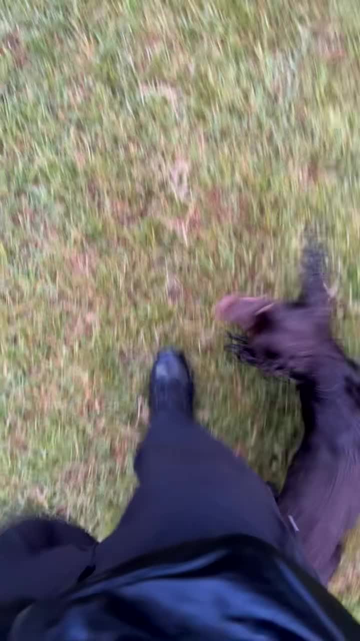 Cocker Spaniel dogs for stud: Working cocker spaniel for stud  - Video 1