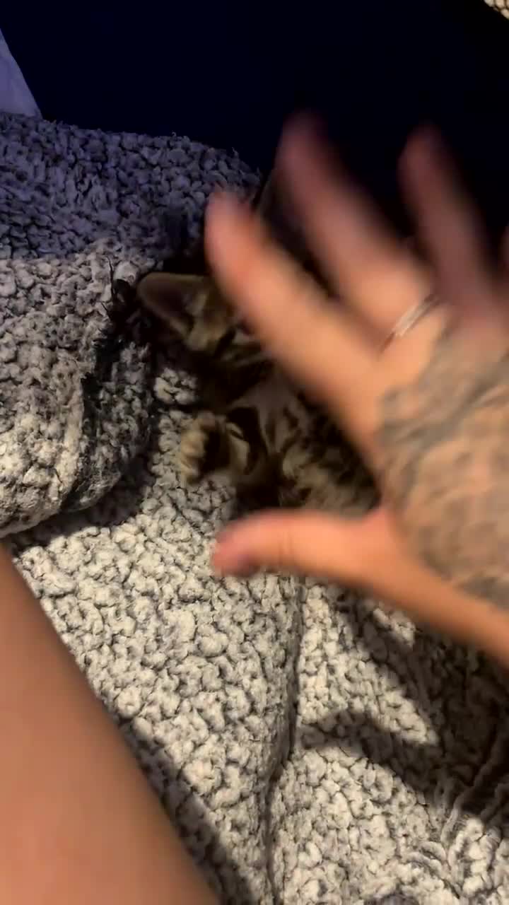 Mixed Breed cats for sale: 4 kittens 2 male 2 female  - Video 1
