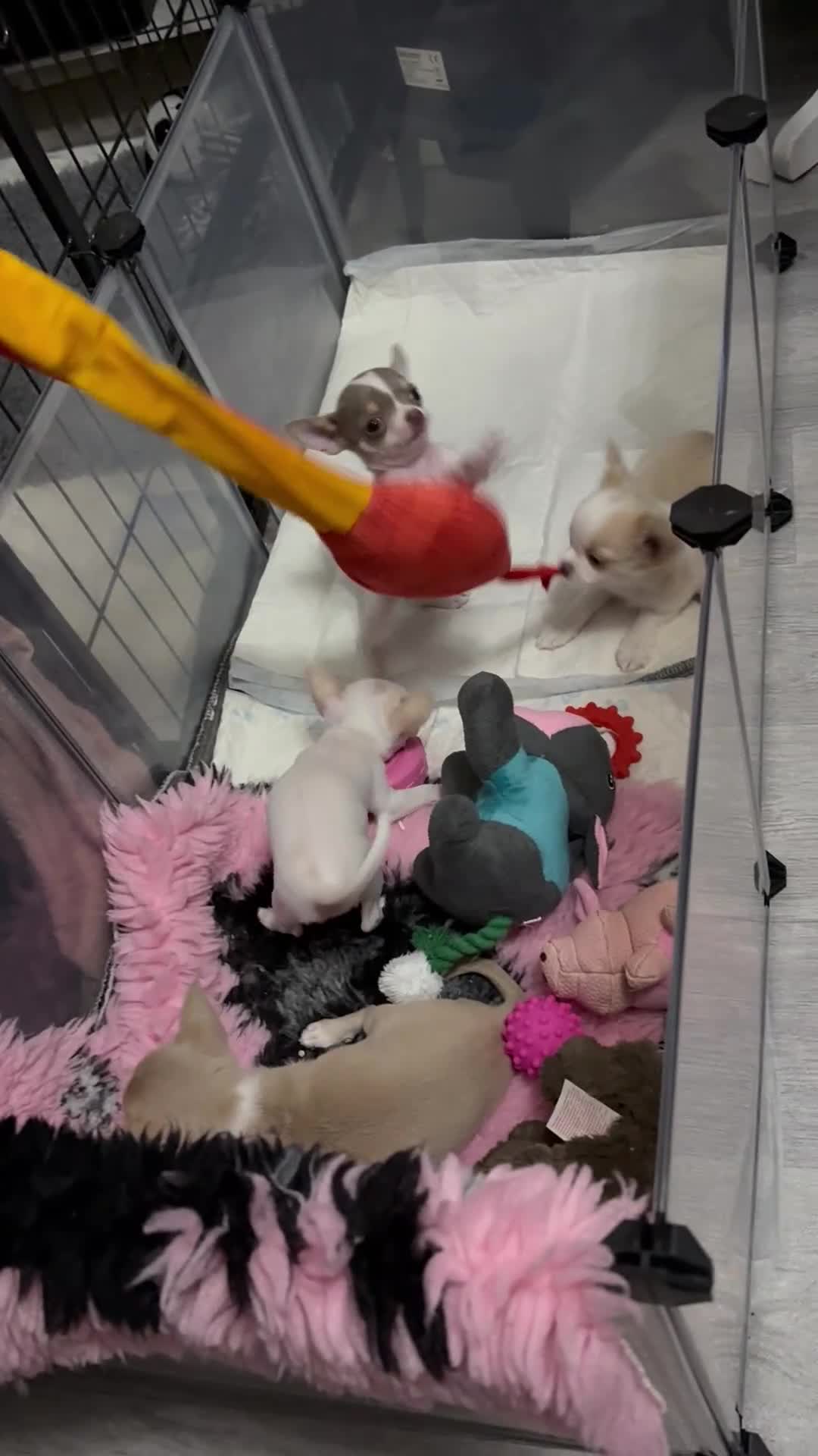 Chihuahua dogs for sale: Exquisite KC Registered Apple Chihuahua Puppies 💖 - Video 3