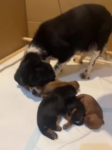 Cavalier King Charles Spaniel dogs for sale: Kc Cavalier King Charles puppies are now reserved - Video 1