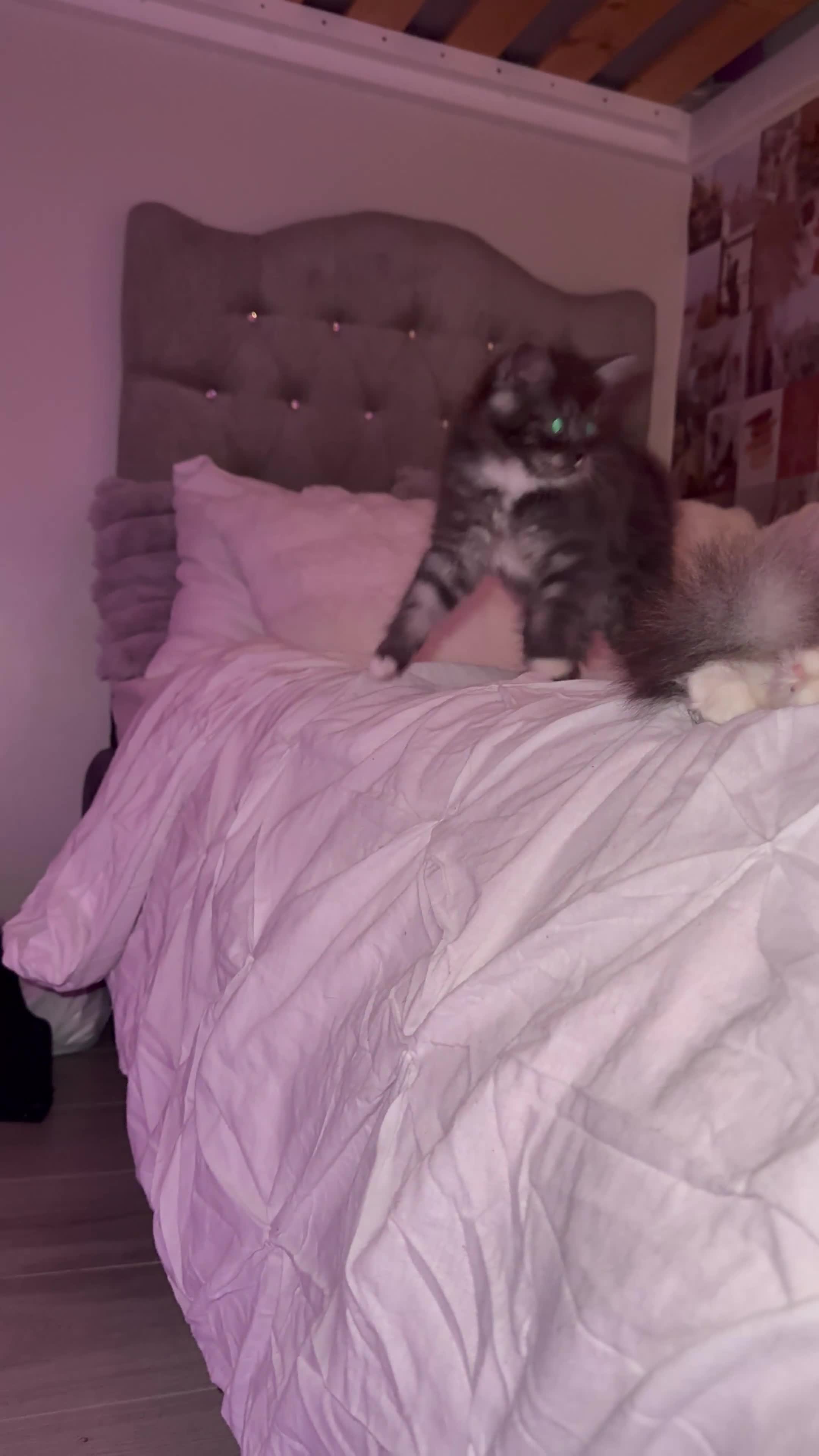 Persian cats for sale: persian x ragdoll kittiens - Video 2