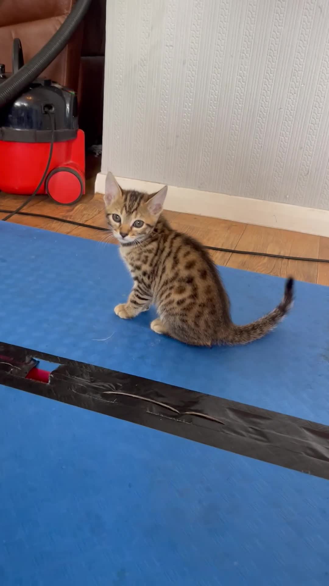 Bengal cats for sale: Beautiful Bengal Kittens for Sale, Pure Bengal Mum - Video 1