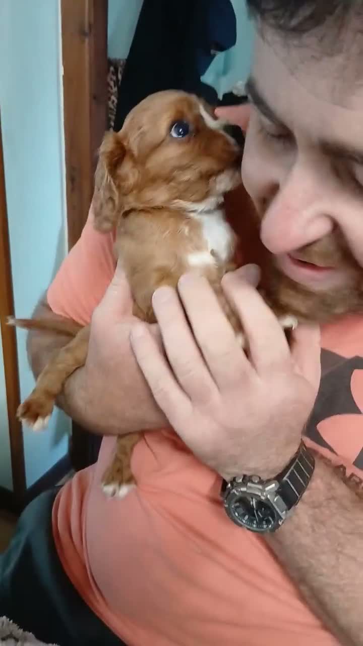 Cavalier King Charles Spaniel dogs for sale: Cute Cavalier boys guaranteed healthy by the vet   - Video 1