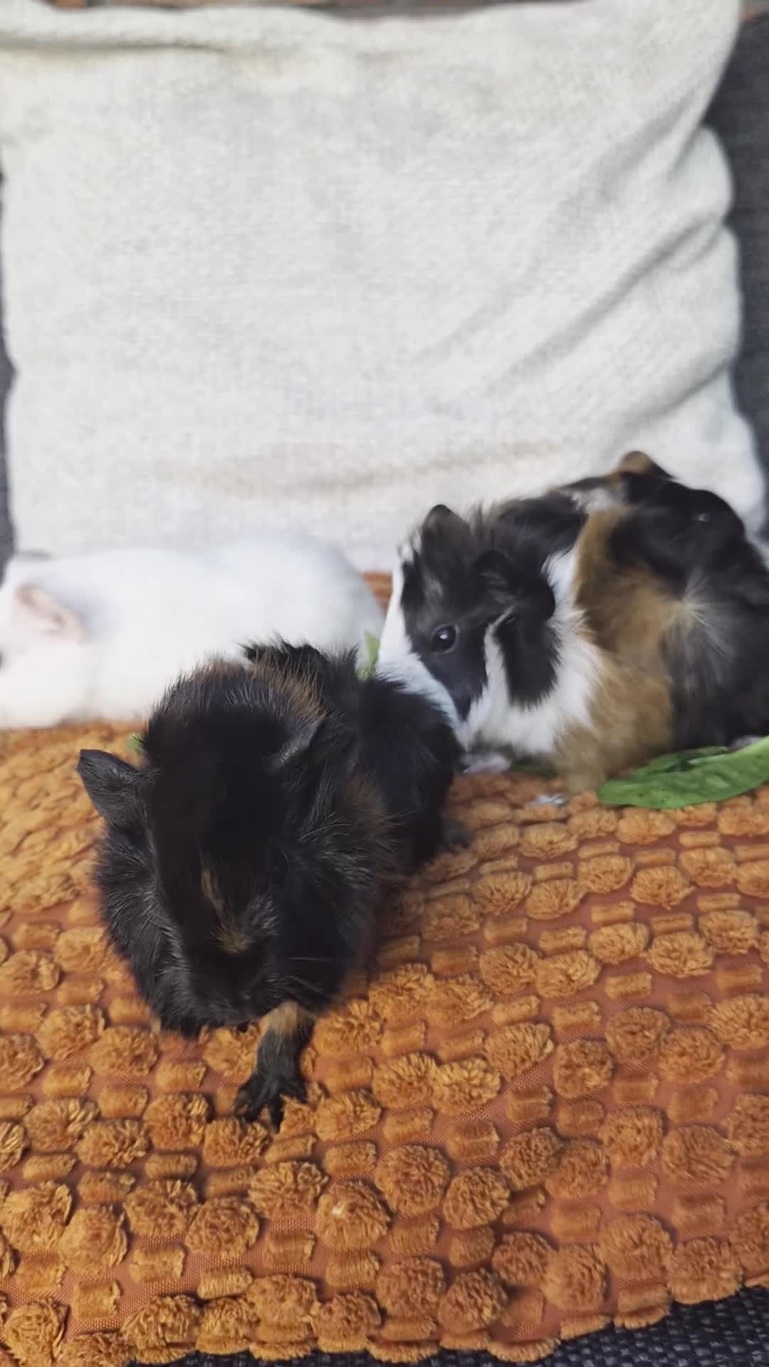 Guinea Pig rodents for sale: Baby guinea pigs - Video 1