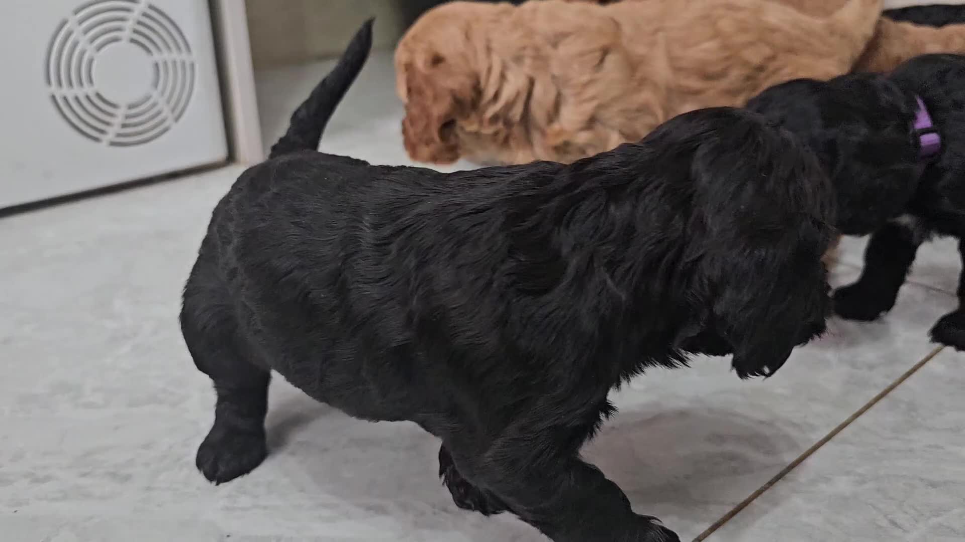 Cockapoo dogs for sale: Cockapoos Puppy for sale  - Video 1