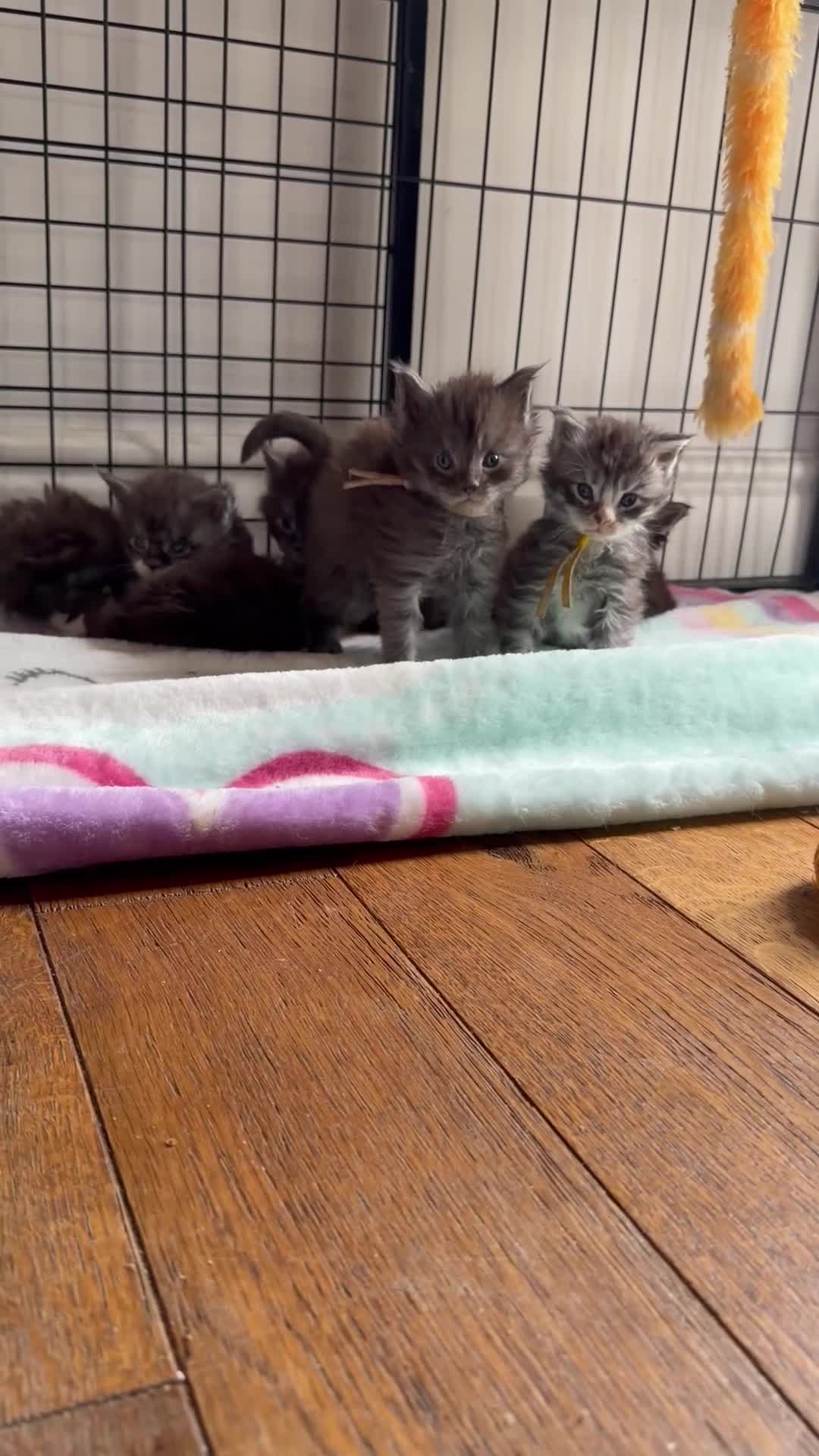 Maine Coon cats for sale: 6 Healthy Newly Born babies - Video 1