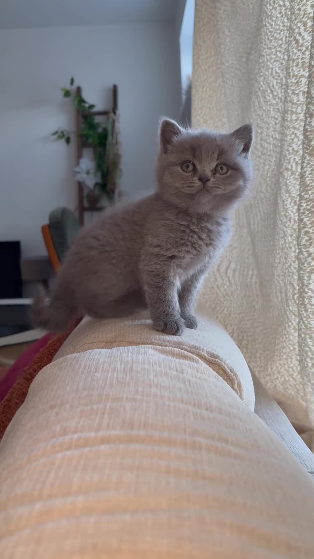 British Shorthair cats for sale: 🐻Beautiful bsh/scottish fold little bears 🐻  - Video 1