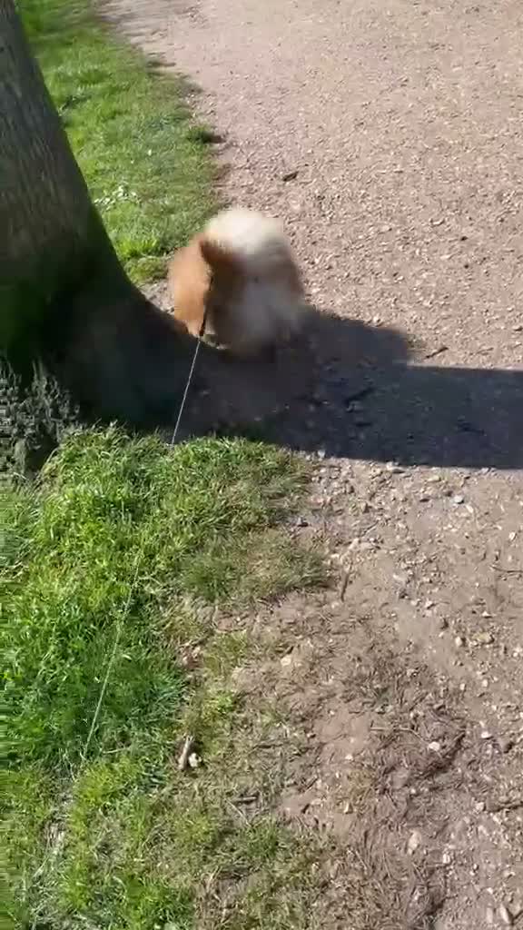 Pomeranian dogs for sale: Oscar in Bournemouth - Video 2