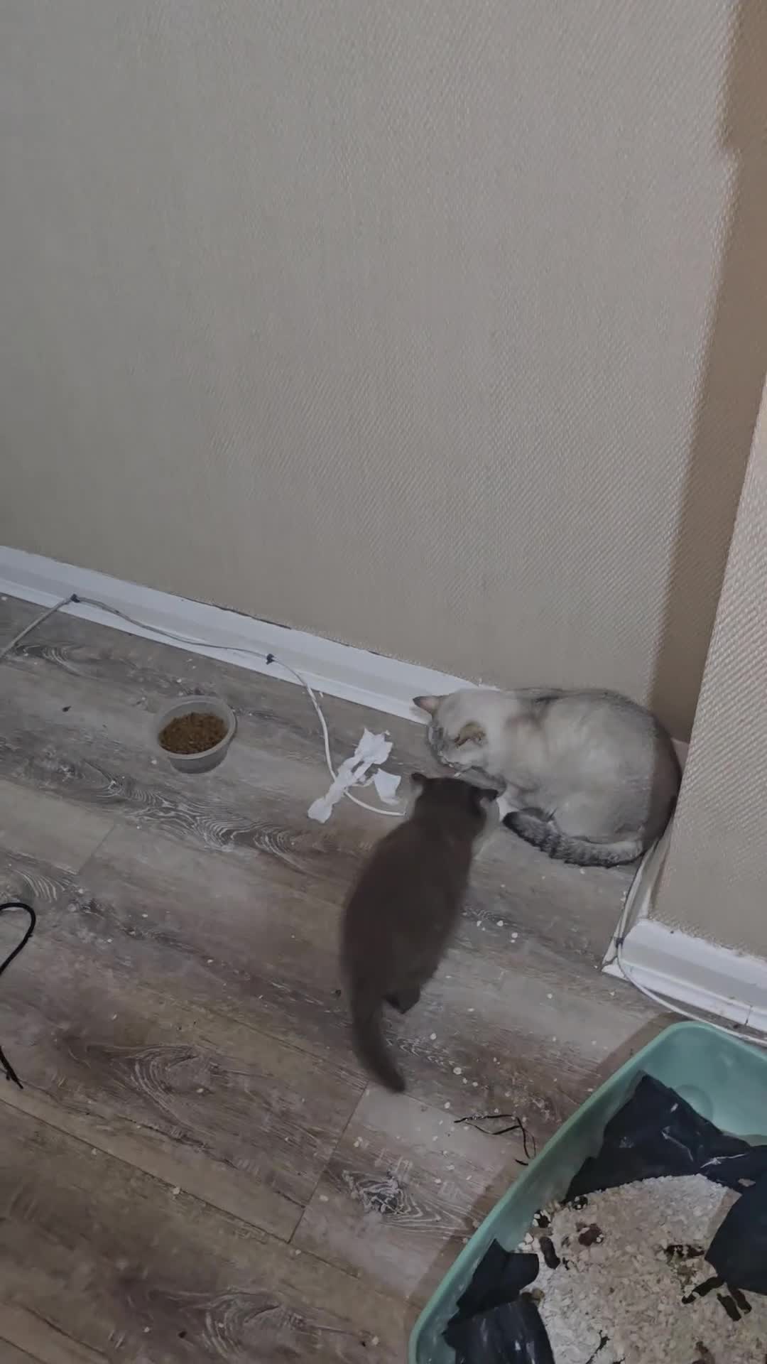 British Shorthair cats for sale: Rare cinnamon silver ash colour boy in Birmingham - Video 5