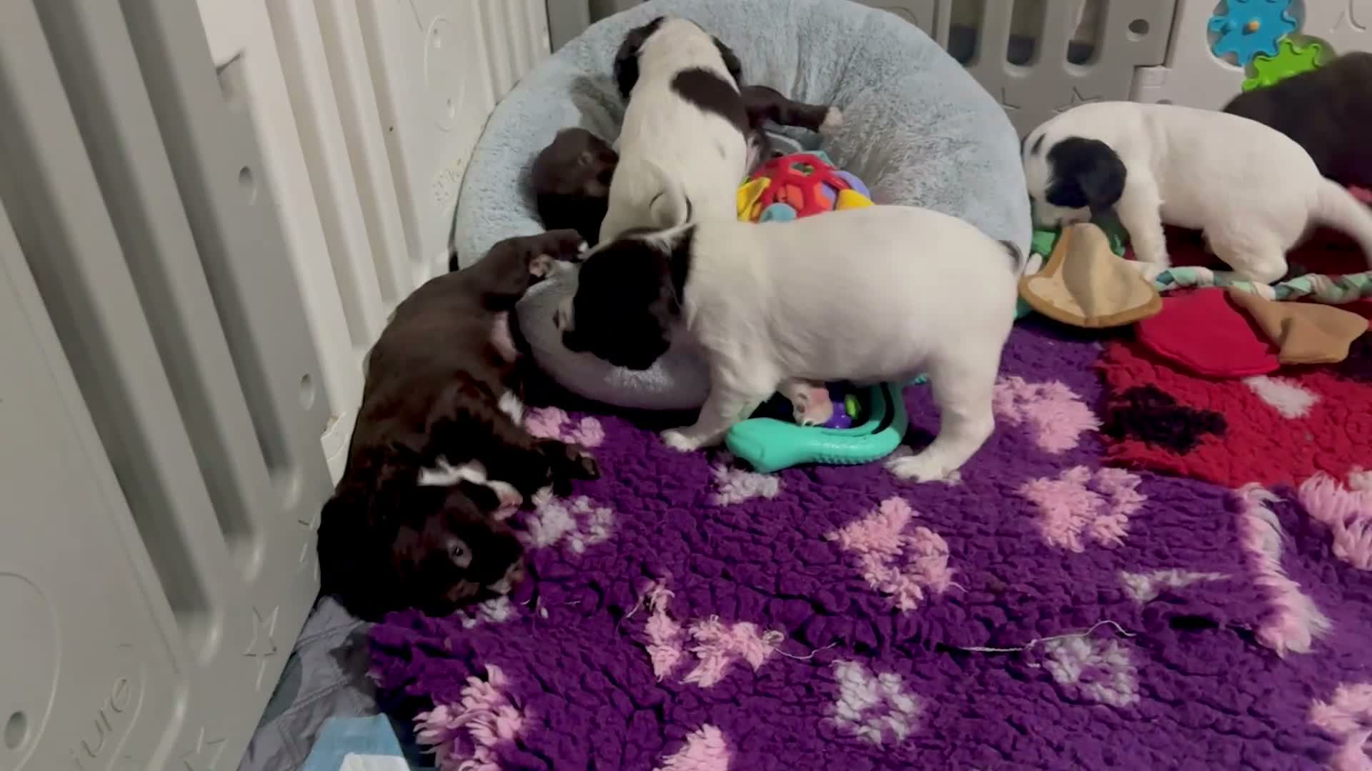 Sprocker dogs for sale: Sprocker Spaniel pups  in Stranraer - Video 3