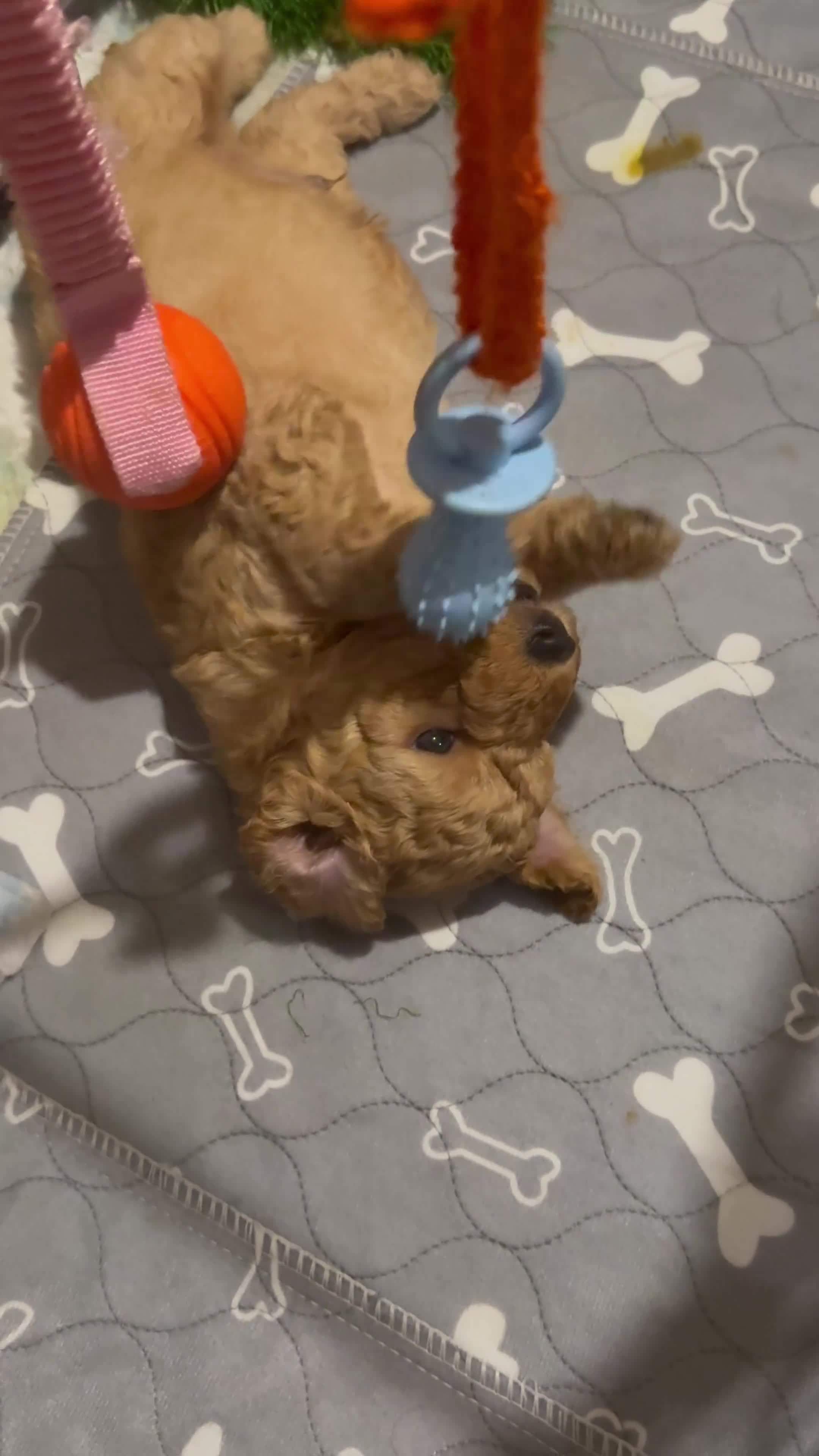 Labradoodle dogs for sale: Exceptional F1BB Labradoodle Puppies - Home Raised - Video 1