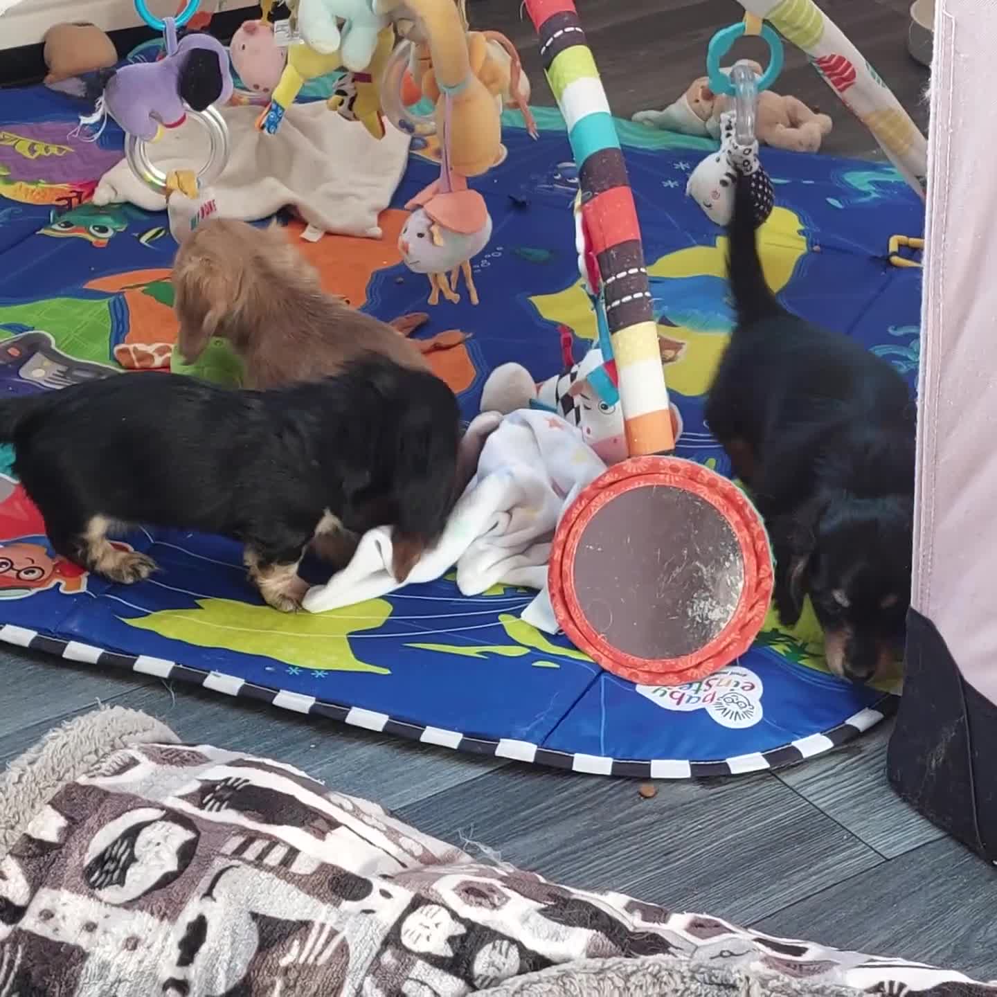 Miniature Dachshund dogs for sale: BEAUTIFUL K C REG PRA CLEAR MINI LONG HAIRED DAXIS - Video 3