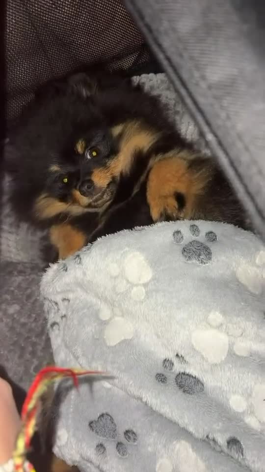 Pomeranian dogs for sale: Beautiful Pomeranian Girl 🏆champion🏆blood line  in Bradford - Video 1