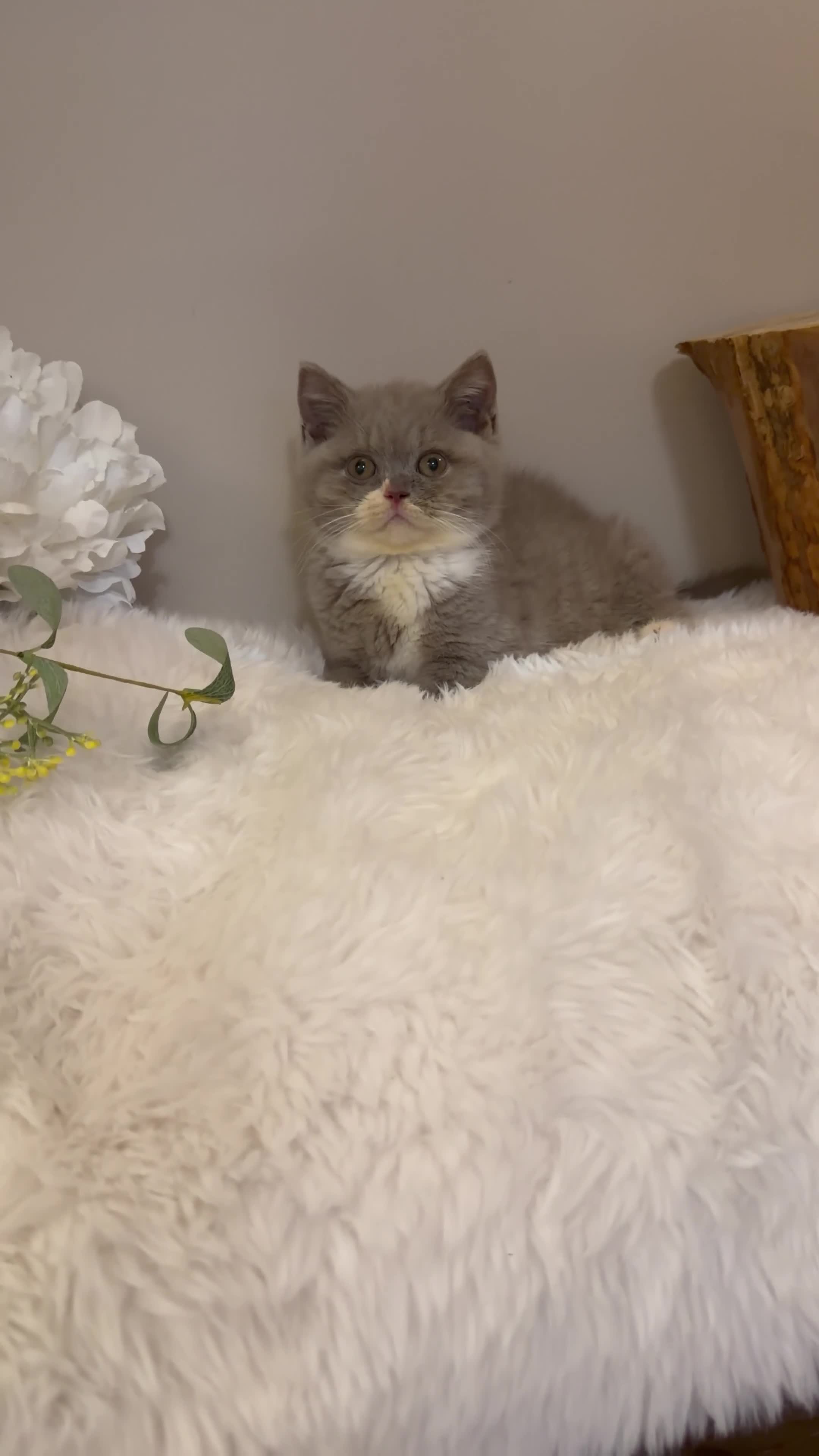 British Shorthair cats for sale: Full Pedigree Registered Breeder BSH Kittens  - Video 1