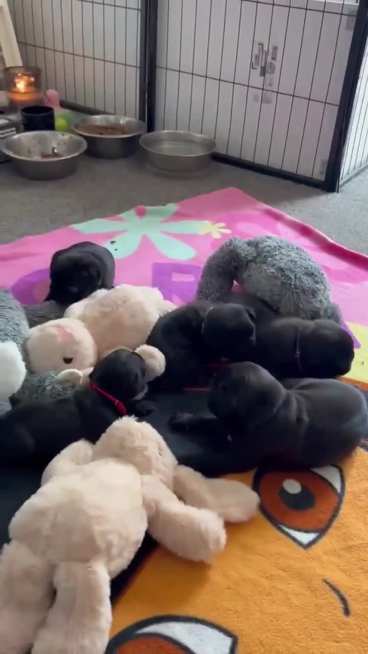 Pug dogs for sale: KCreg pug puppies for sale. - Video 1