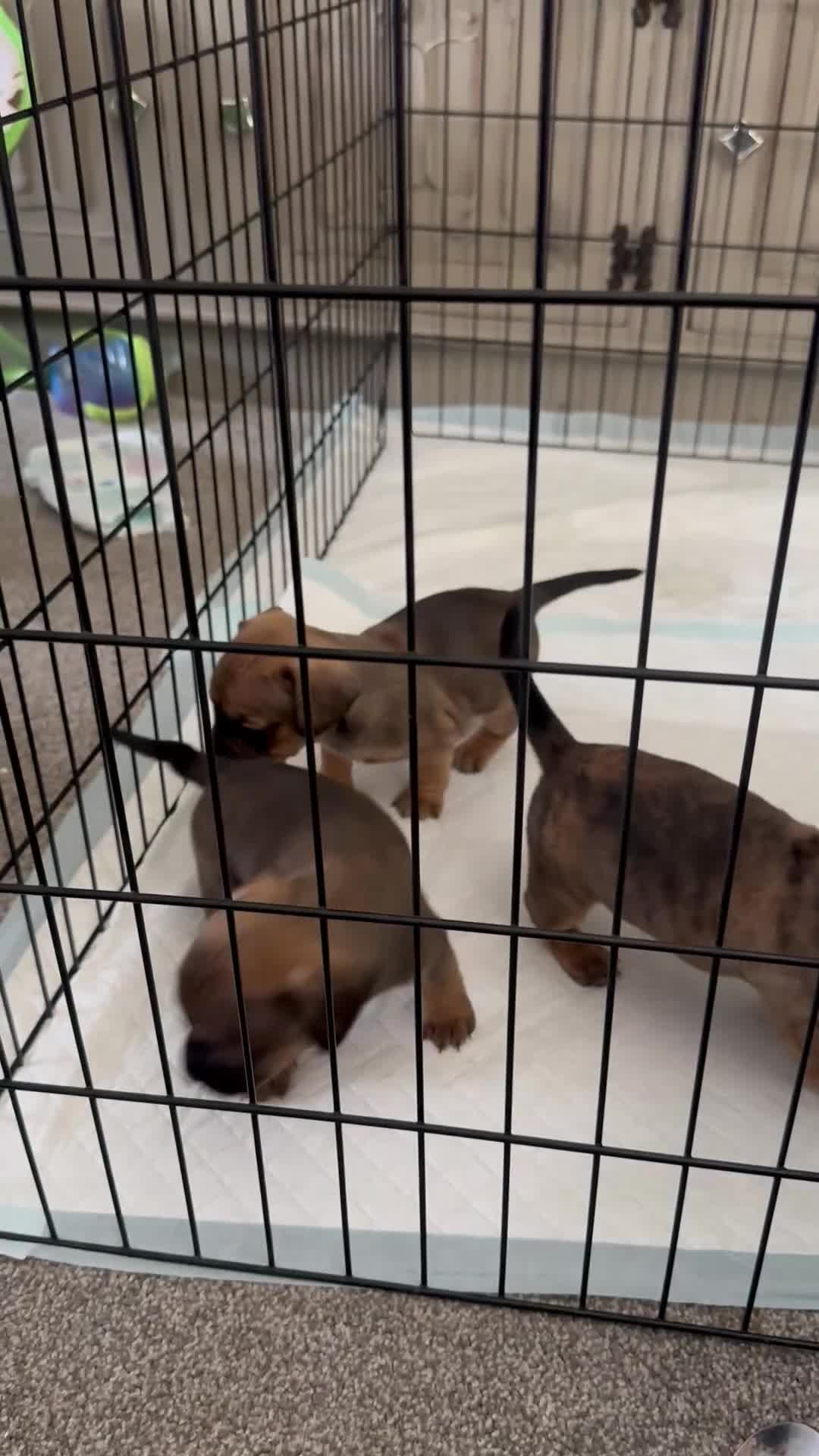 Mixed Breed dogs for sale: French wieners  - Video 1