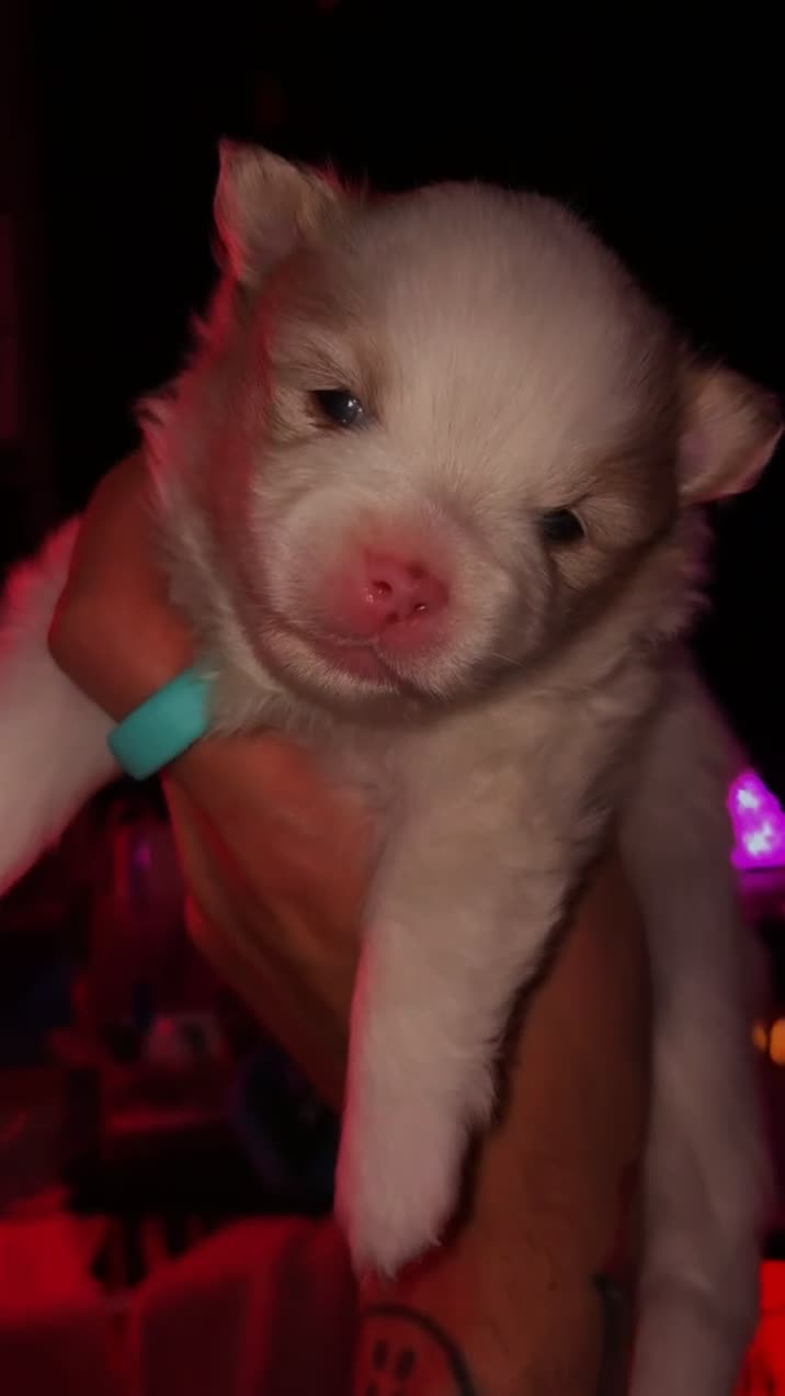 Pomeranian dogs for sale: Two beautiful boys cream sable chocolate  - Video 1