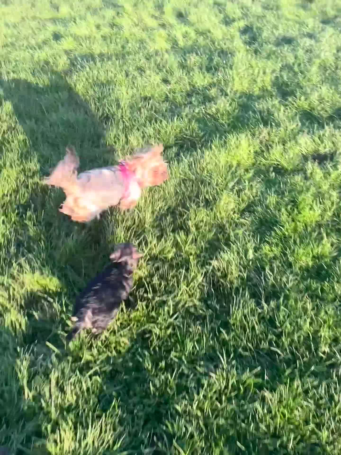 Morkie dogs for sale: Beautiful morkie puppys looking for a new home - Video 1