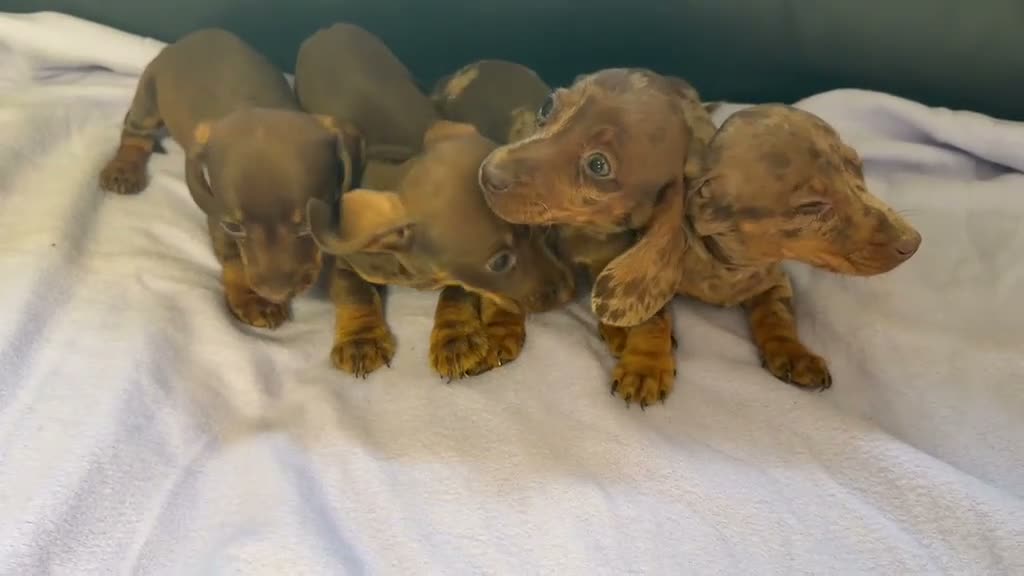 Dachshund dogs for sale: Dachshund puppies - Video 1