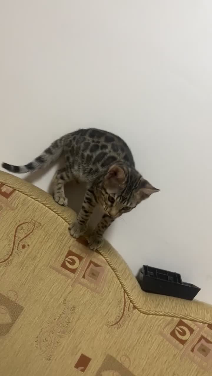Bengal cats for sale: Mom and daughter kitten  ✨😻 - Video 1