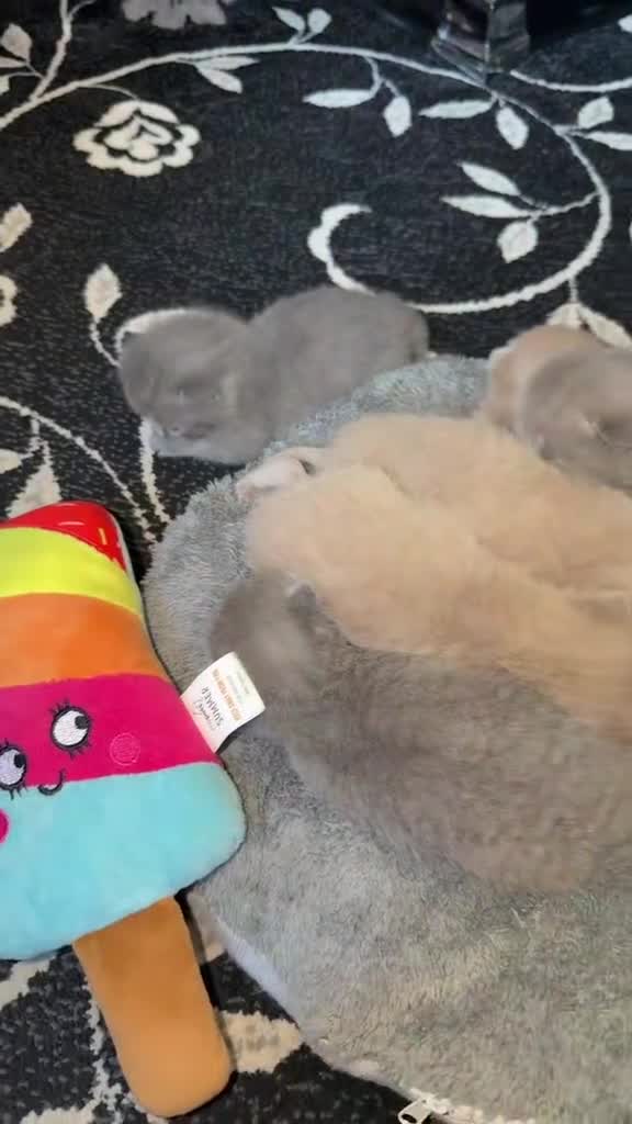 British Shorthair cats for sale: British Shorthair kittens  for sale  - Video 1