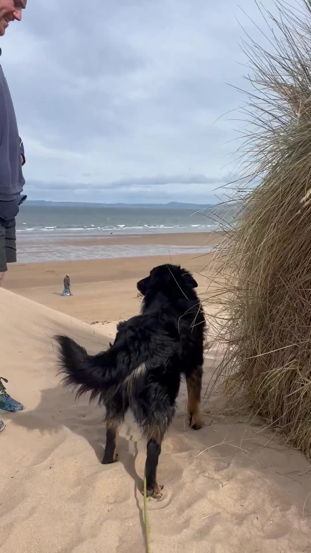 Mixed Breed dogs for sale: Rufty - Video 1