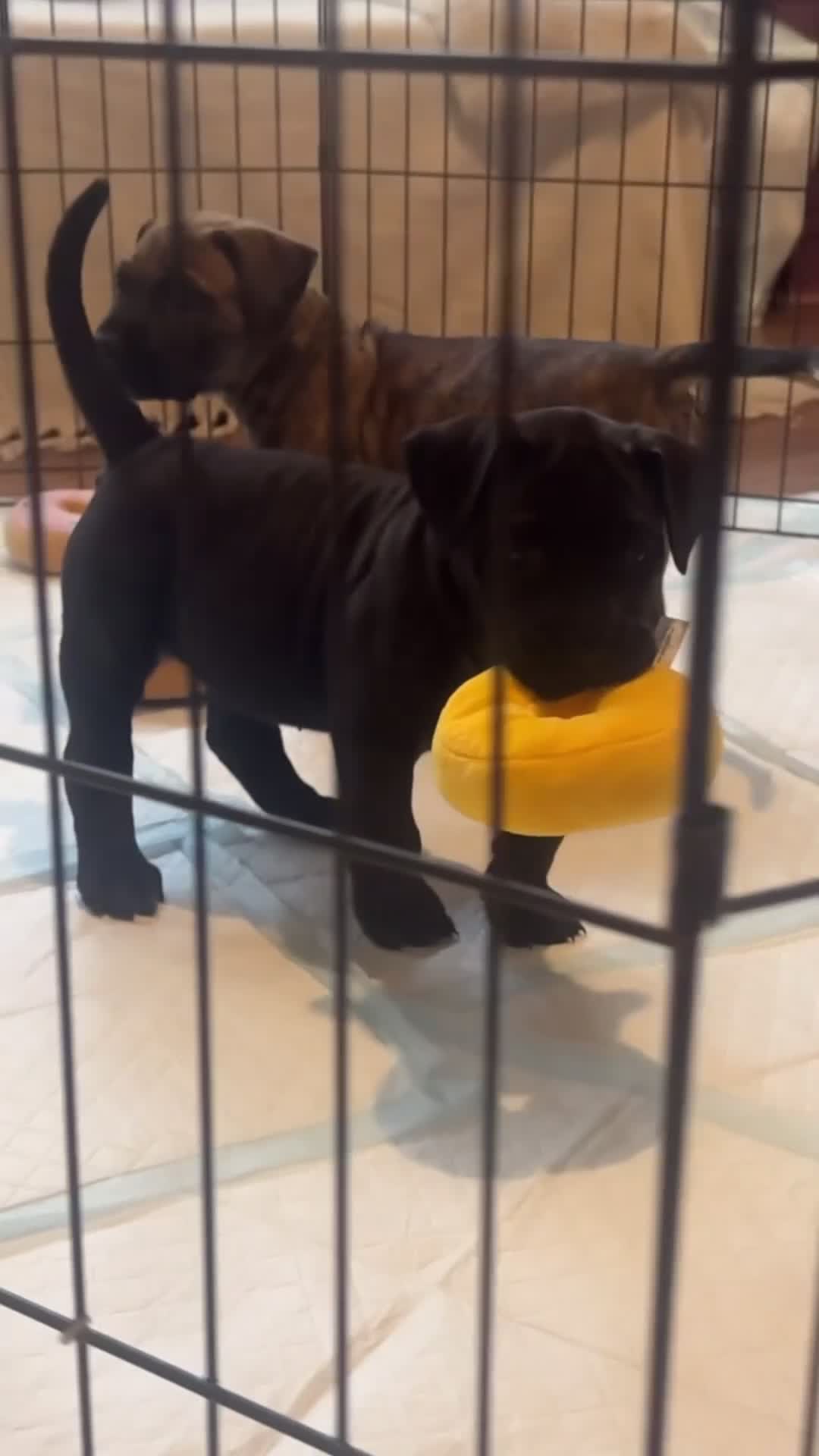 Presa Canario dogs for sale: Pedigree Presa Canario Puppies  - Video 2