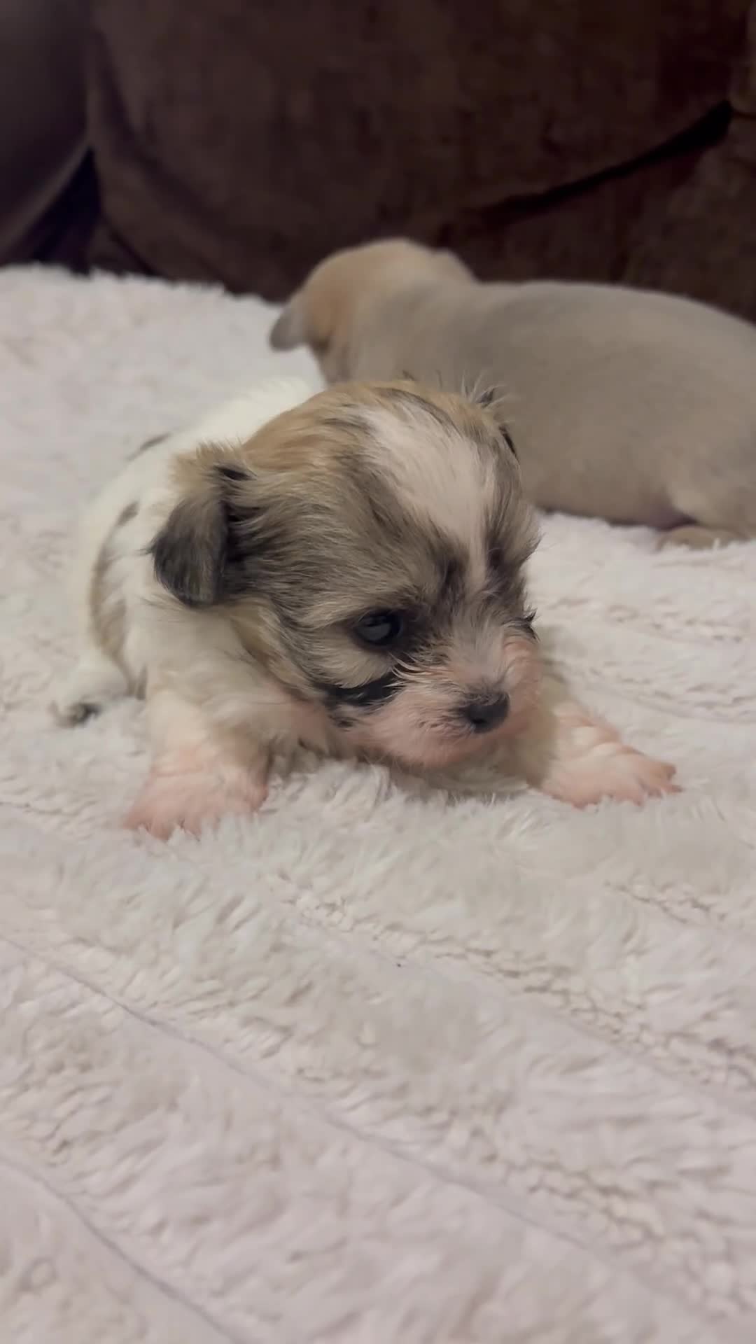 Mixed Breed dogs for sale: 🐶 Adorable Puppies - Video 1