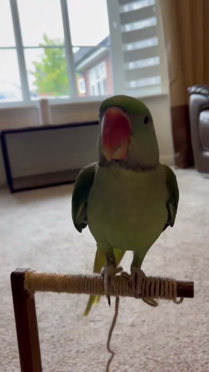 Parrots birds for sale: Playful hand reared Alexandrine  - Video 3