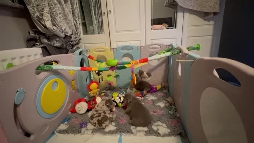 English Bulldog dogs for sale: English Bulldog Pups Fully health Tested Parents  - Video 1