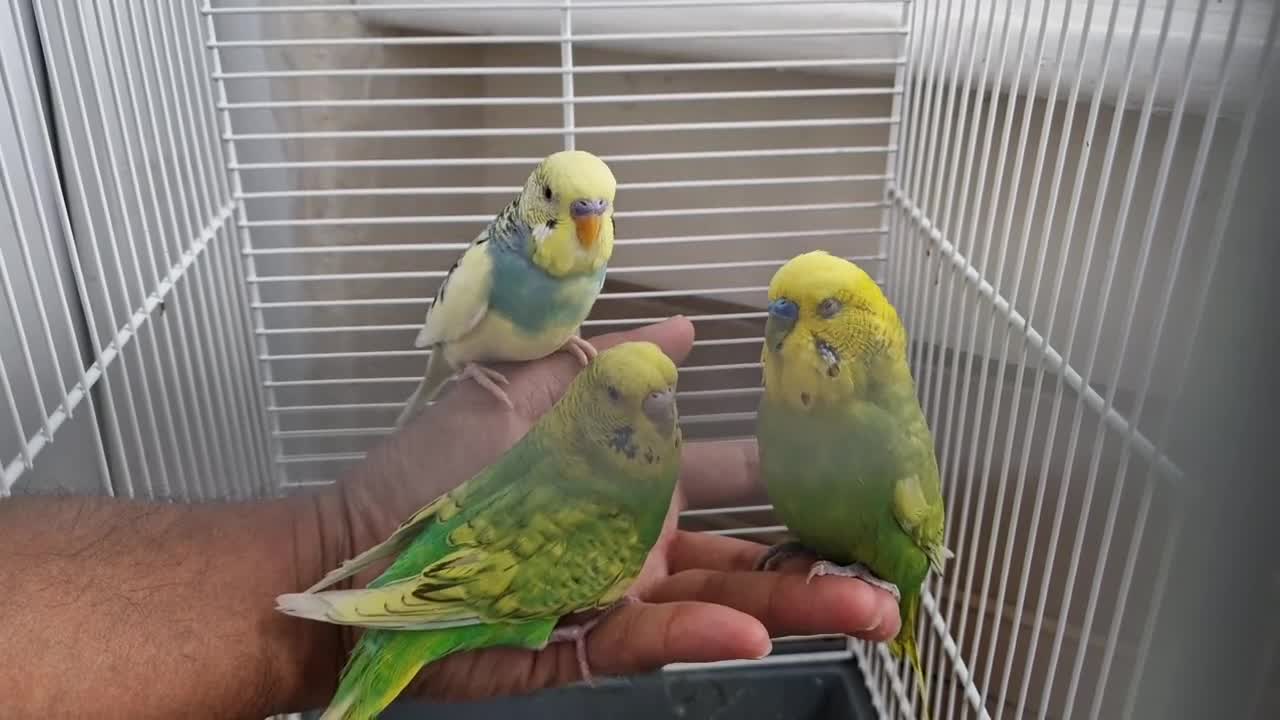 Budgerigars birds for sale: Super silly hand tamed baby budgies  - Video 3