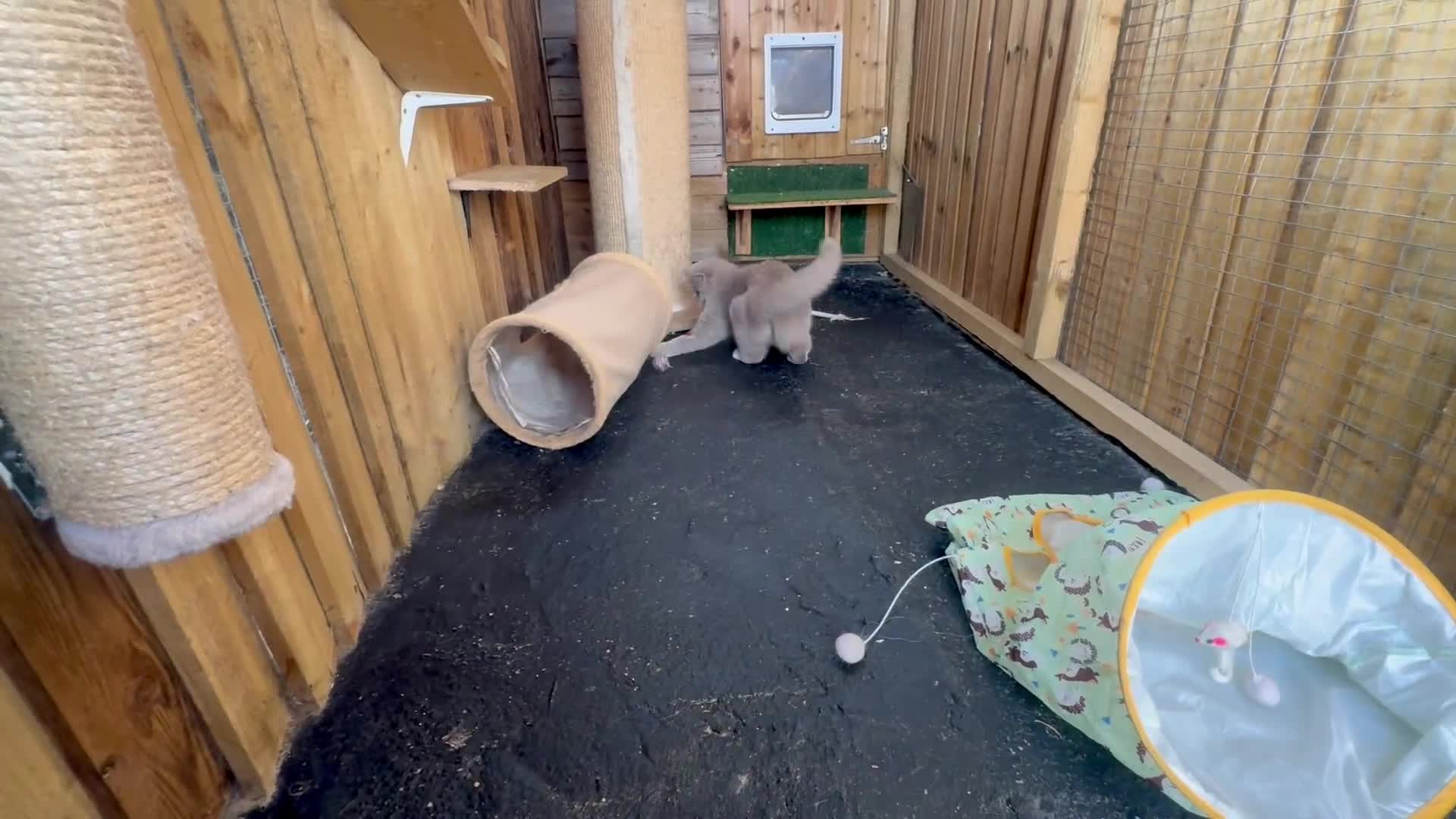 British Shorthair cats for sale: British shorthair fawn tortie female - Video 1