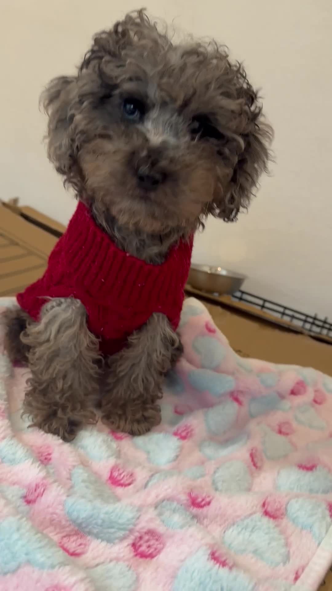 Miniature Poodle dogs for sale: I have two amazing puppies  in Enfield - Video 1
