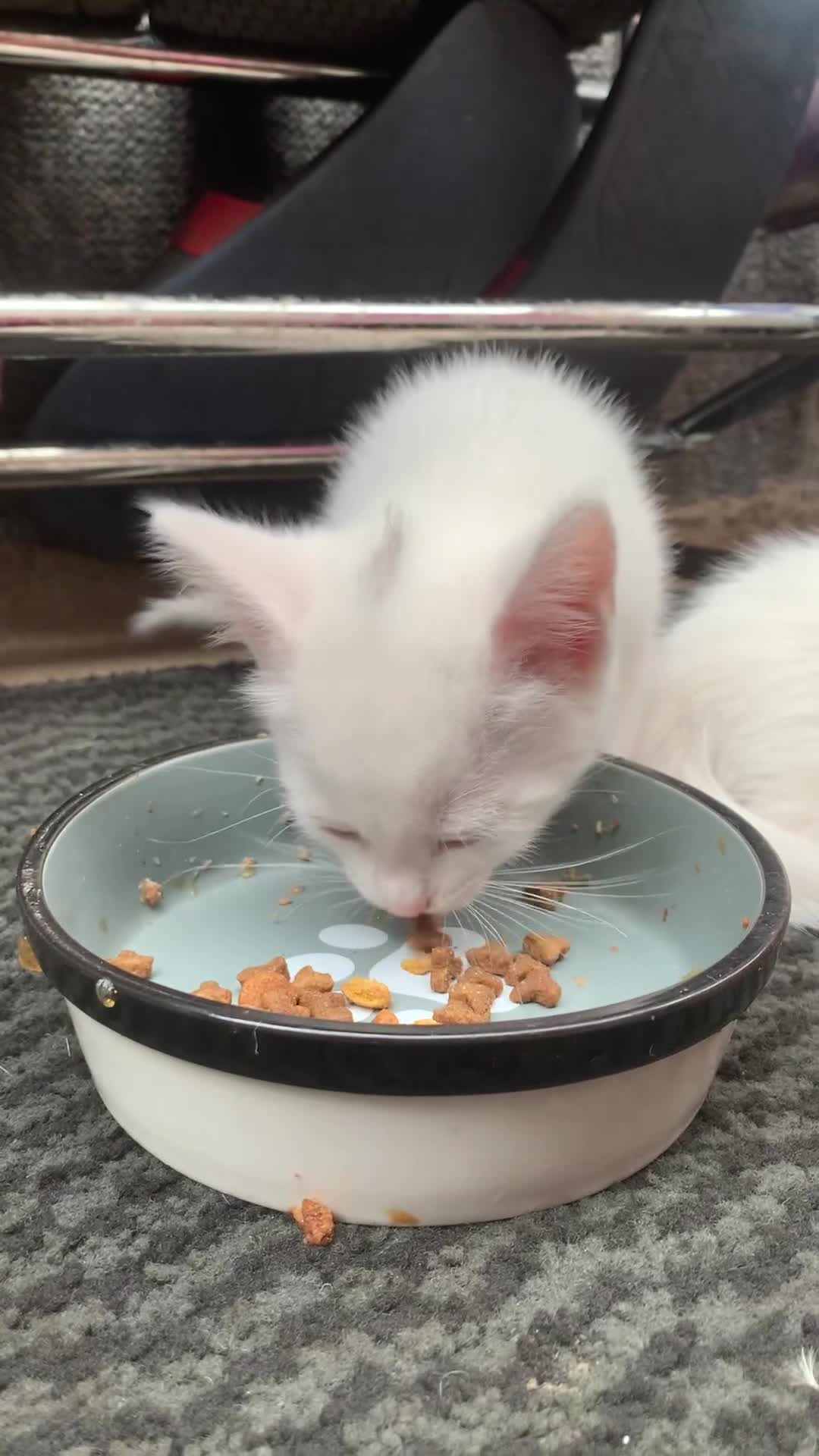 Mixed Breed cats for sale: Last two cuddly kittens - Video 1