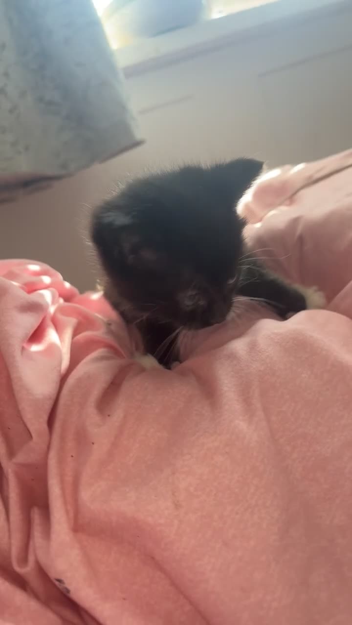 Mixed Breed cats for sale:  kittens  in Canterbury - Video 3