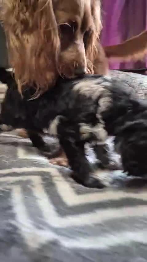 Cockapoo dogs for sale: Miniature cockapoo Puppy ready now - Video 2